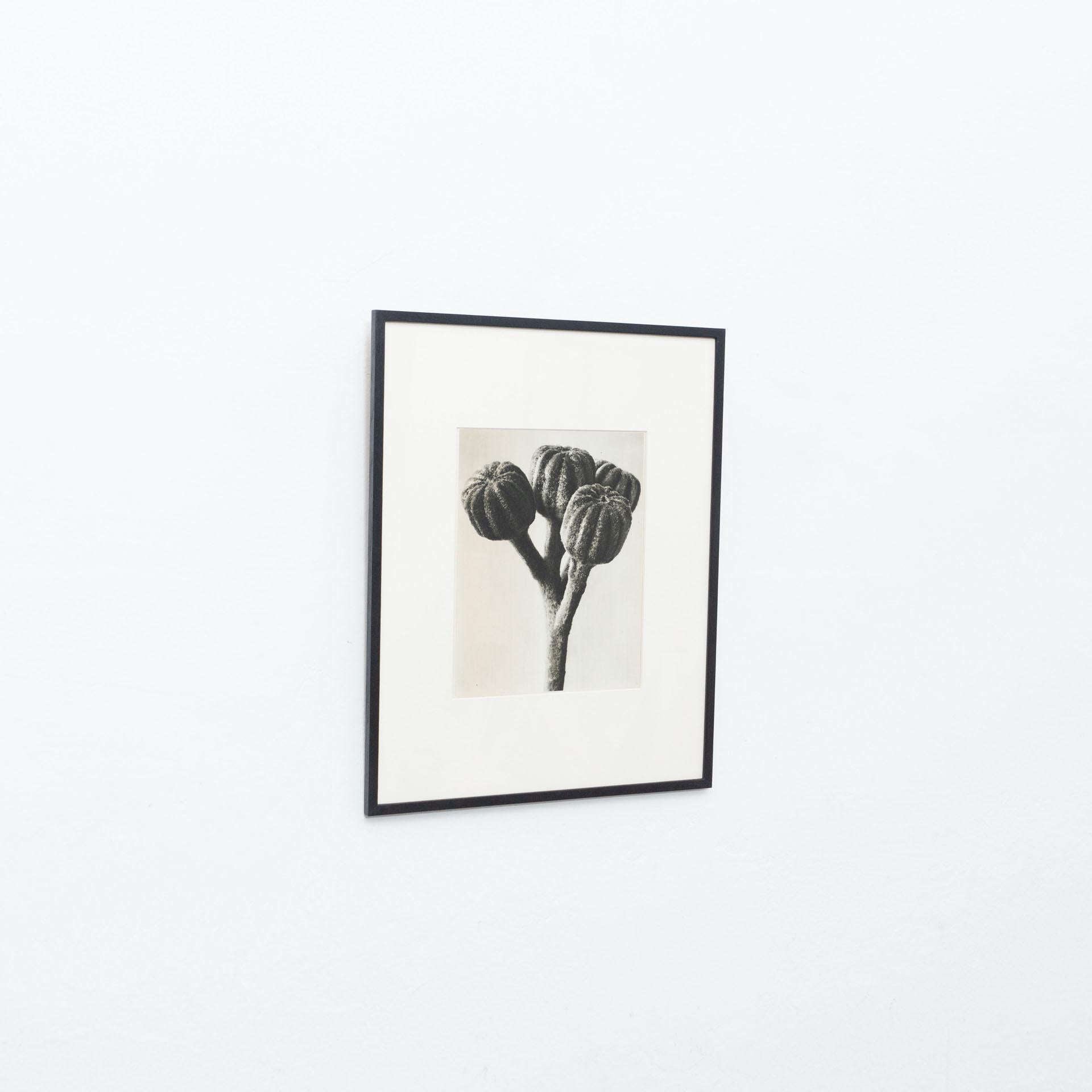 Mid-Century Modern Karl Blossfeldt Black White Flower Photogravure Botanic Photography, 1942