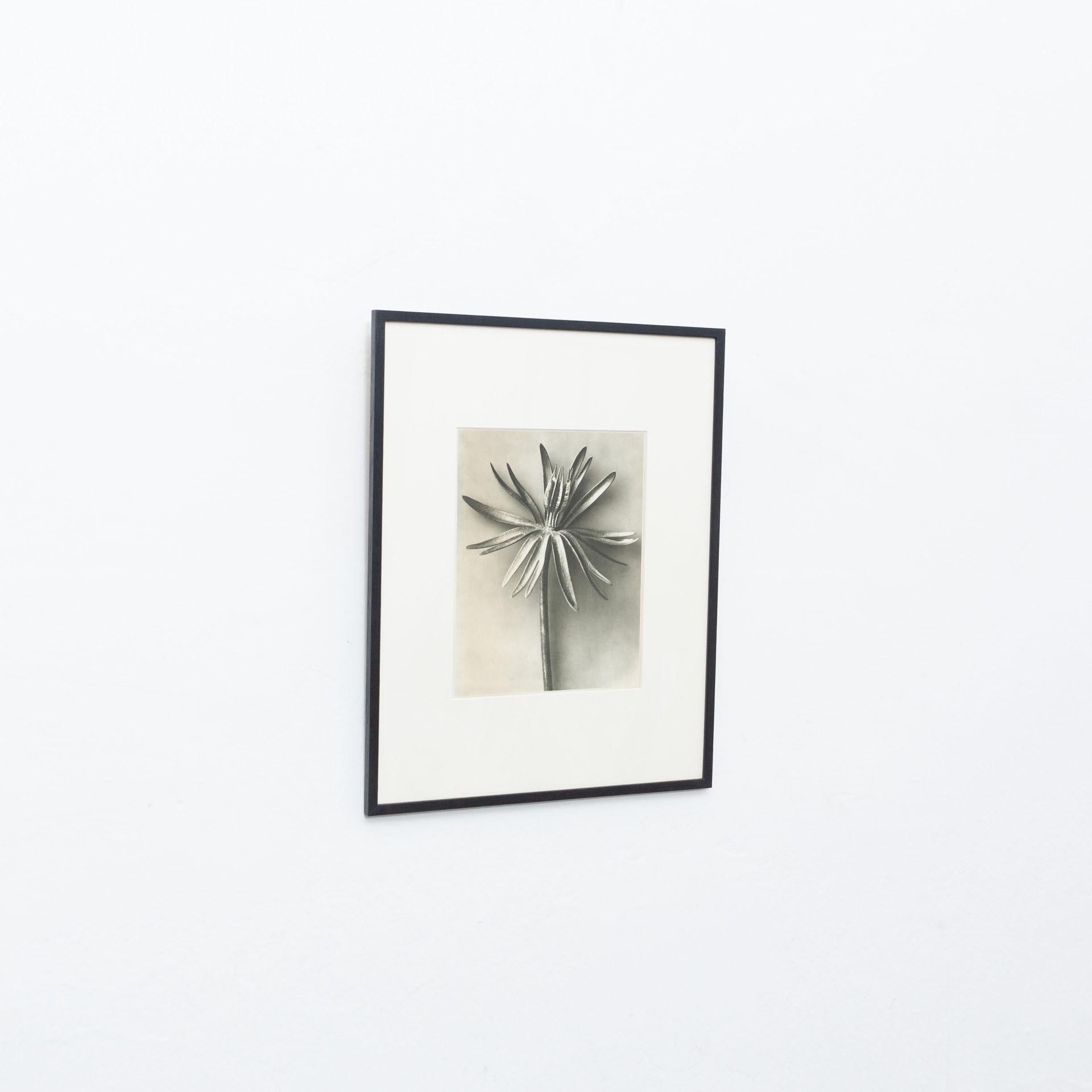 Mid-Century Modern Karl Blossfeldt Black White Flower Photogravure Botanic Photography, 1942