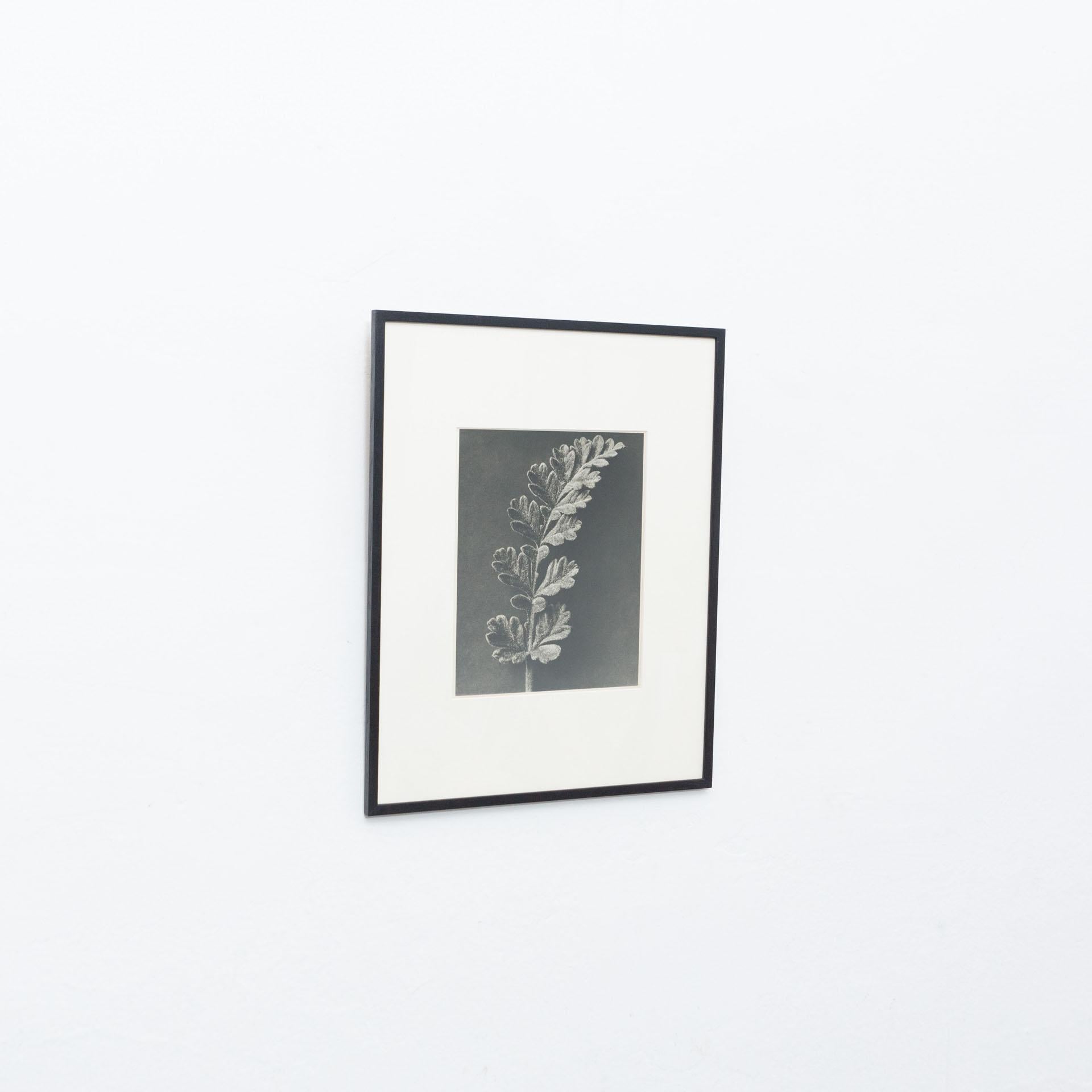 Mid-Century Modern Karl Blossfeldt, photogravure de fleurs noires et blanches, photographie botanique, 1942 en vente