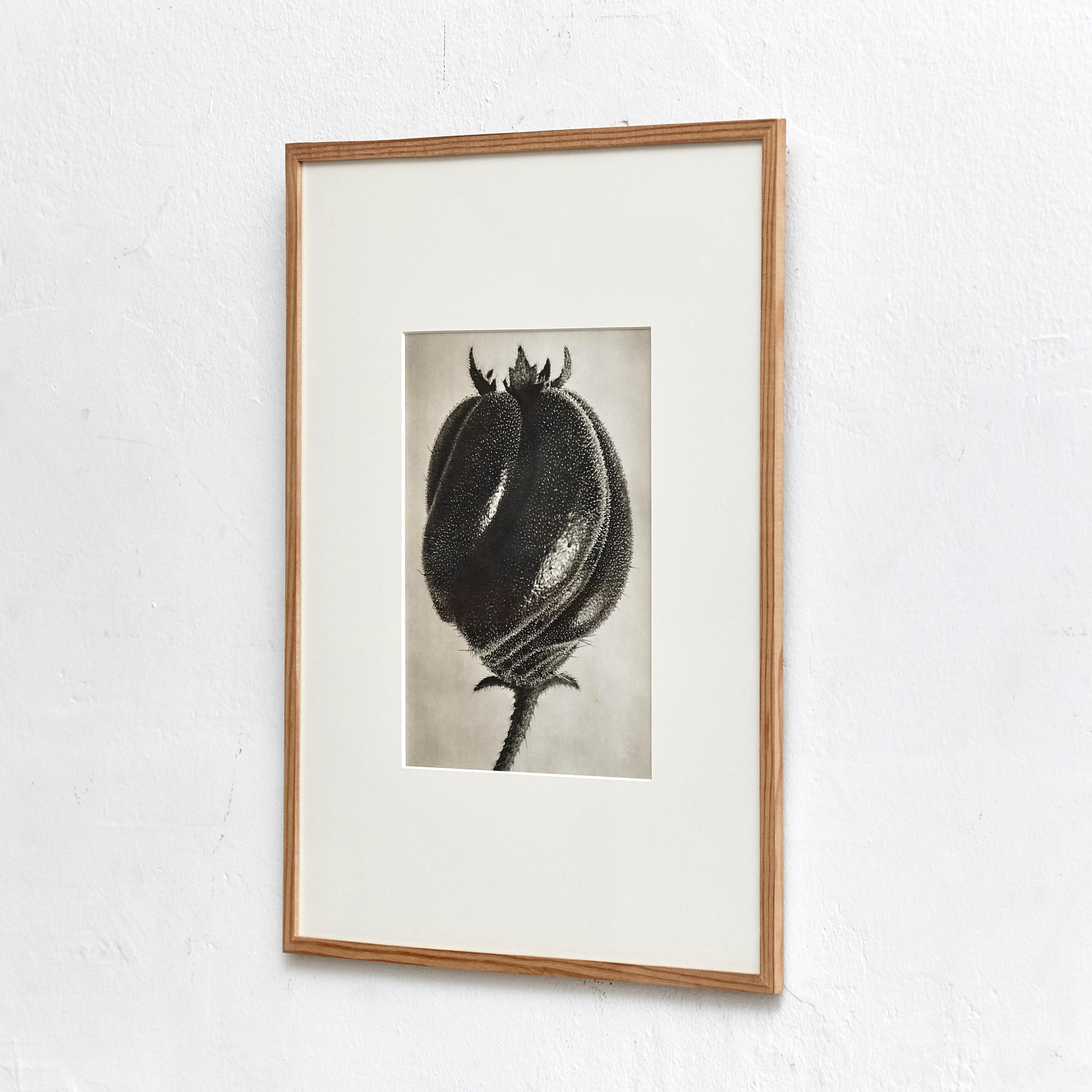 Mid-Century Modern Karl Blossfeldt 1942 B&W Botanic Photogravure - Iconic Floral Art Photography For Sale