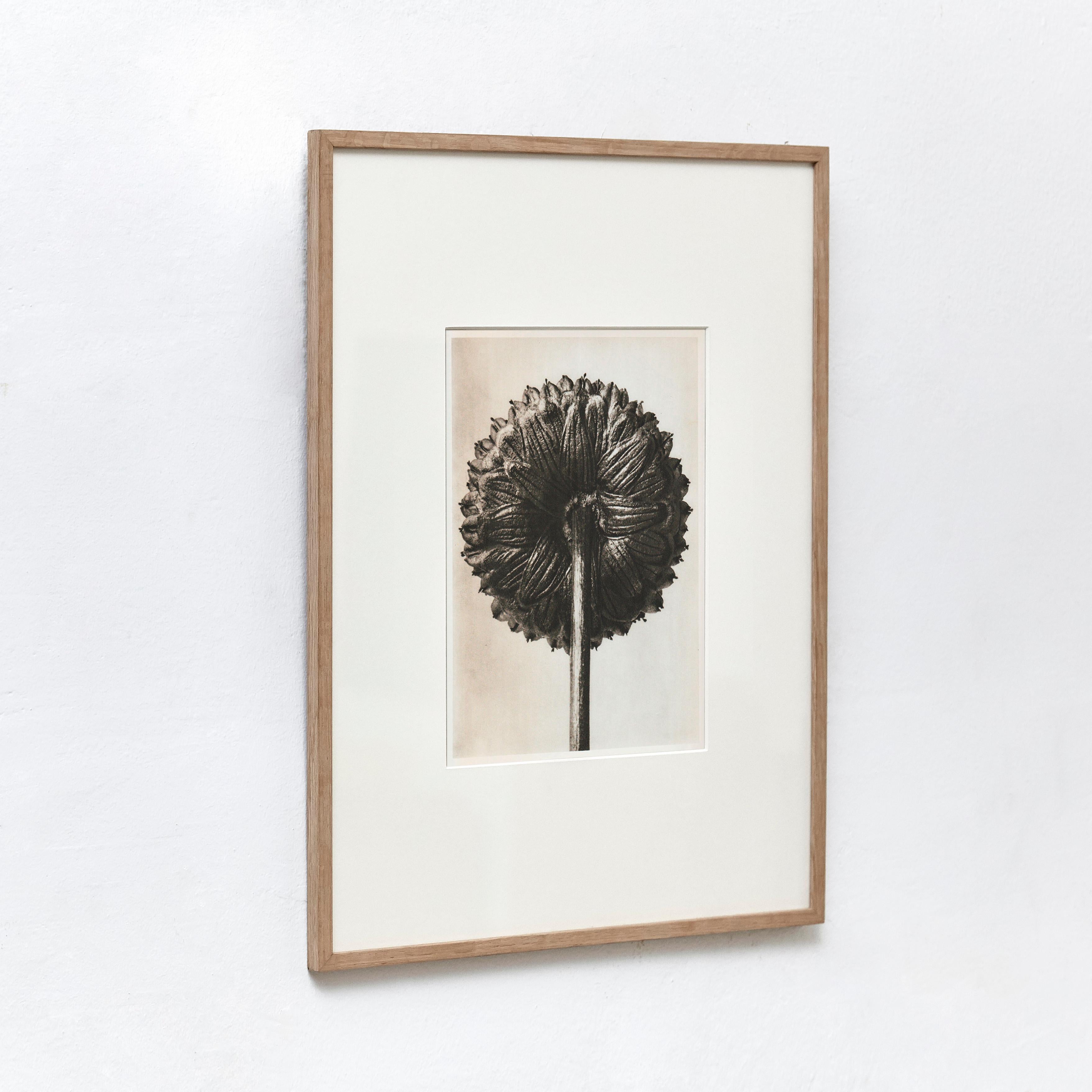 Karl Blossfeldt Fotografia botanica in bianco e nero con fiori, 1942