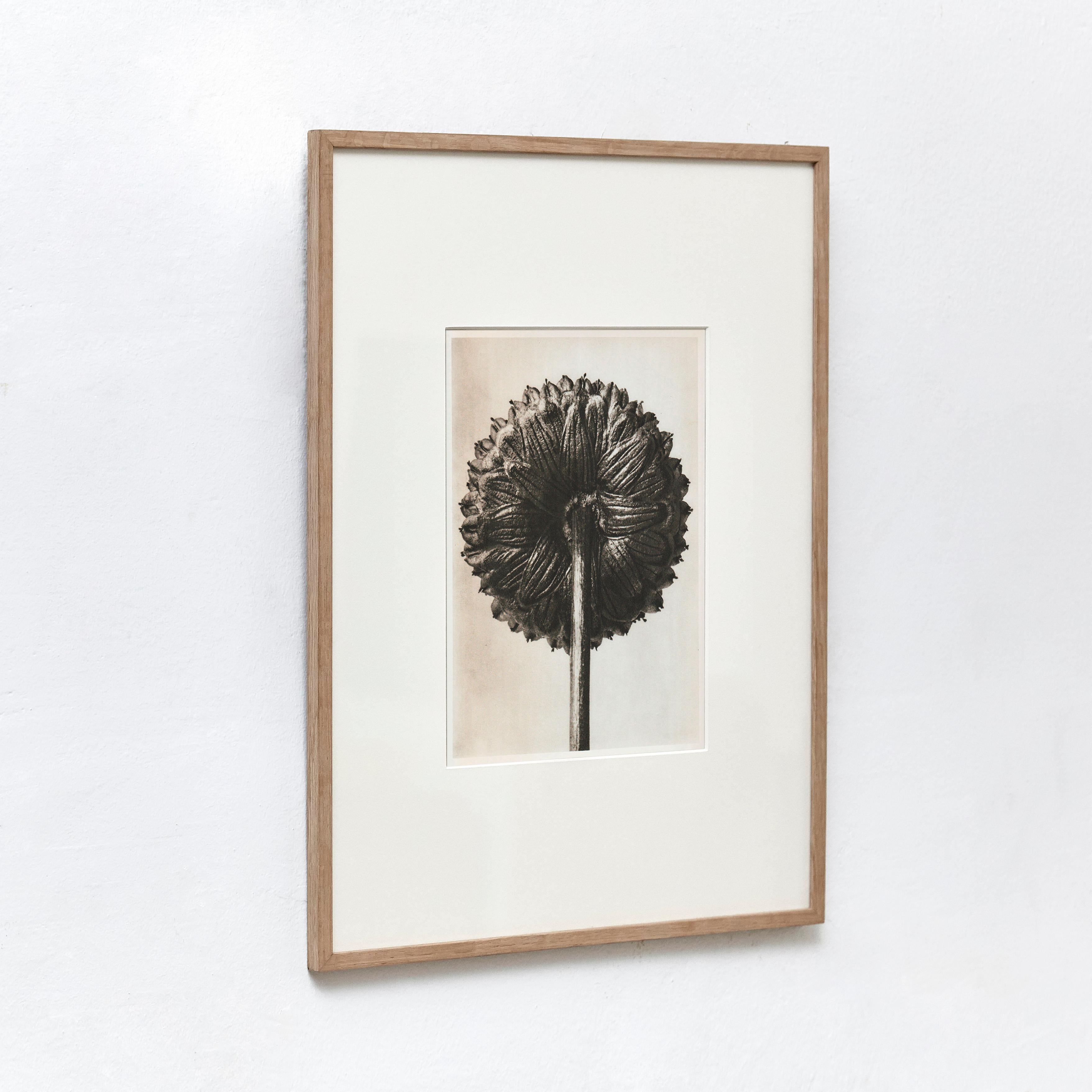 Karl Blossfeldt Black White Flower Photogravure Botanic Photography, 1942 For Sale