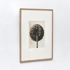 Vintage Karl Blossfeldt Black White Flower Photogravure Botanic Photography, 1942