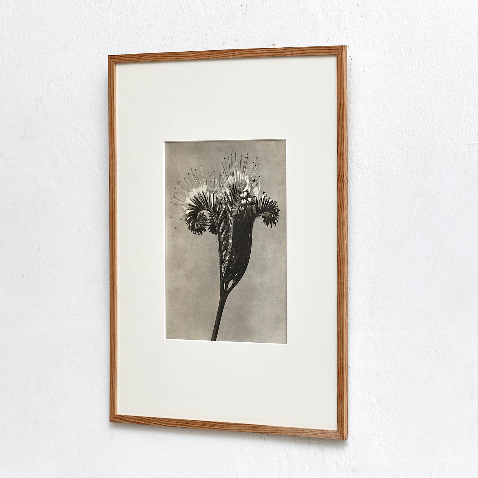 Mid-Century Modern Karl Blossfeldt Black White Flower Photogravure Botanic Photography, 1942 For Sale
