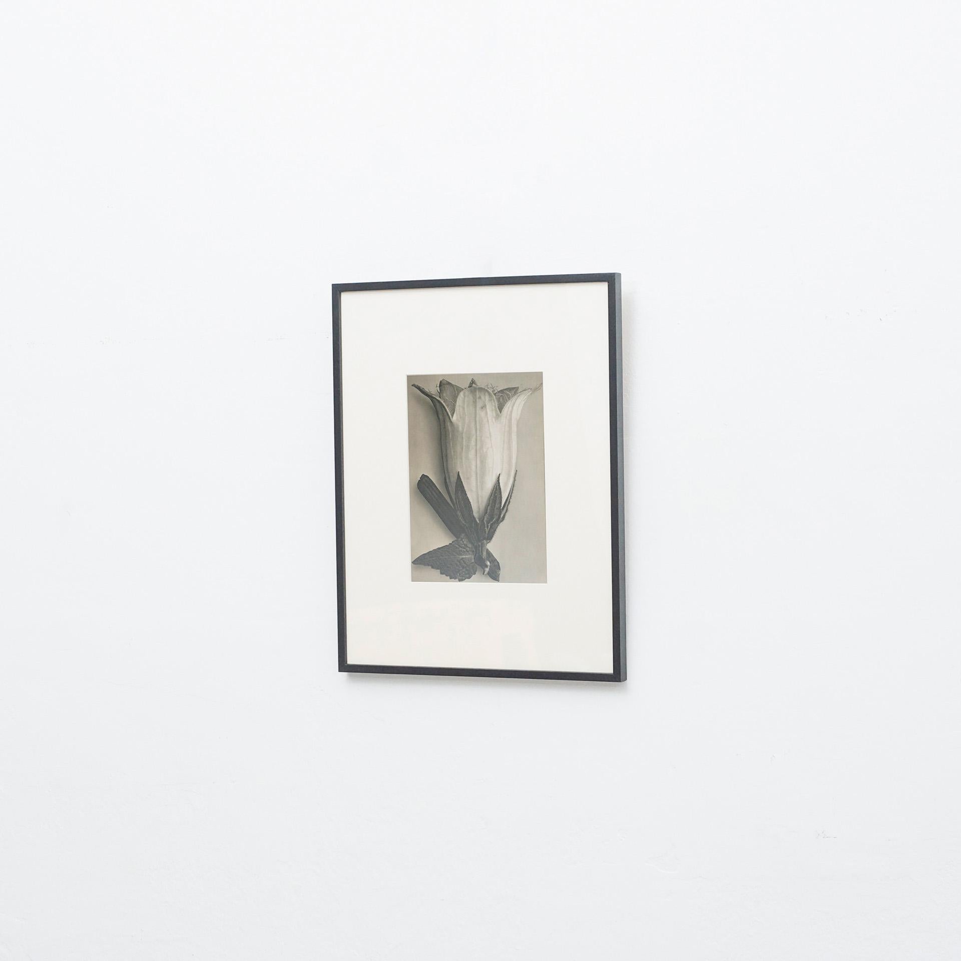 Mid-Century Modern Karl Blossfeldt, photogravure de fleurs noires et blanches, photographie botanique, 1942 en vente