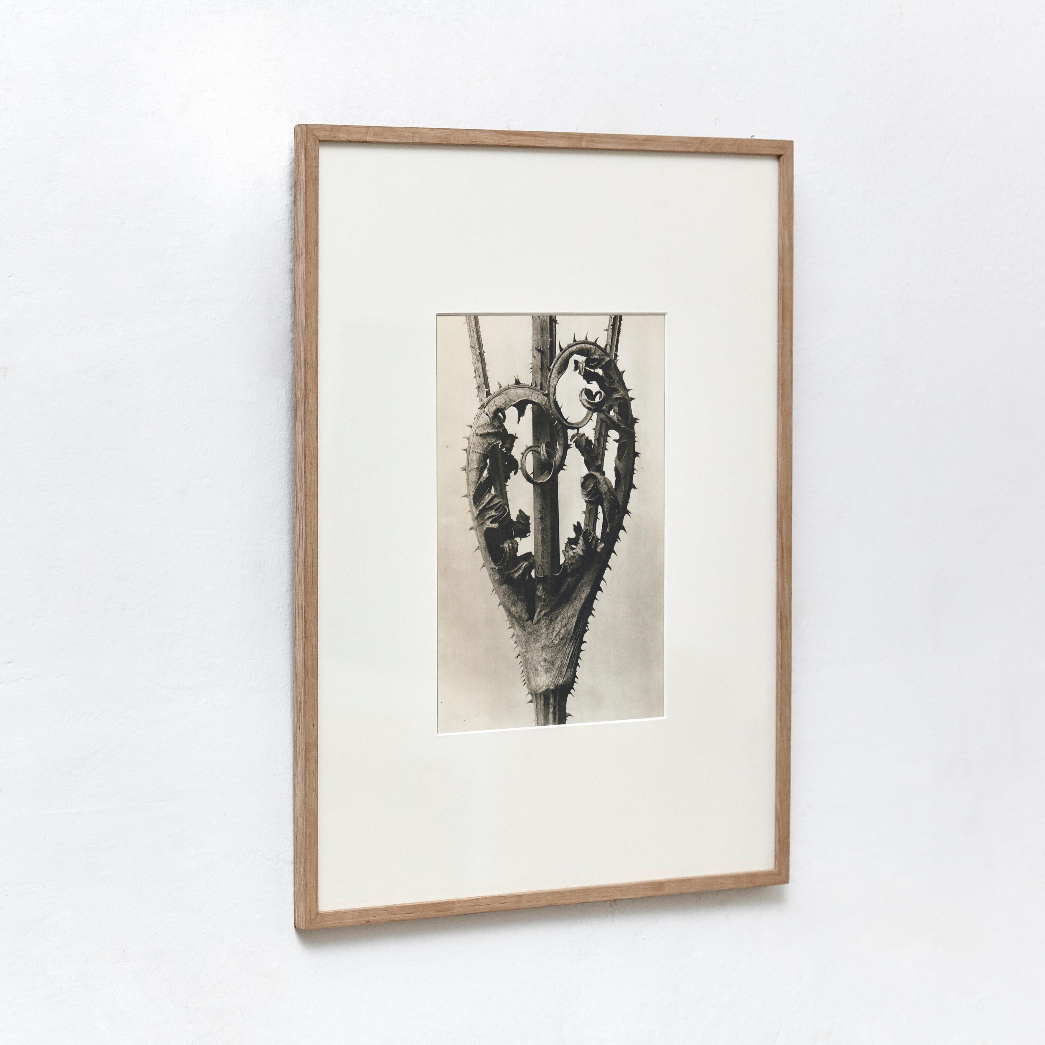 Mid-Century Modern Karl Blossfeldt Black White Flower Photogravure Botanic Photography, 1942 For Sale