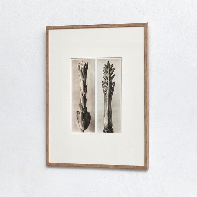 Mid-Century moderno Karl Blossfeldt Fotografia botanica in bianco e nero con fiori, 1942 in vendita