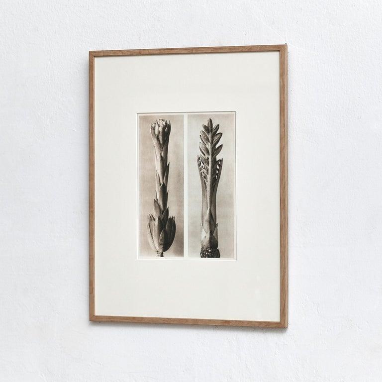 Mid-Century Modern Karl Blossfeldt Black White Flower Photogravure Botanic Photography, 1942 For Sale