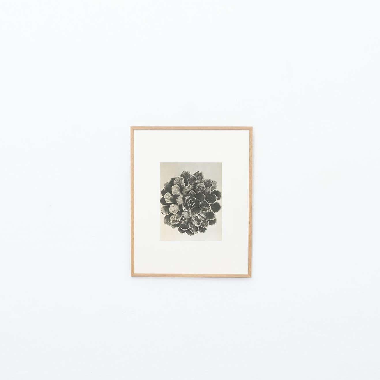 Mid-Century Modern Karl Blossfeldt Black White Flower Photogravure Botanic Photography, 1942 For Sale