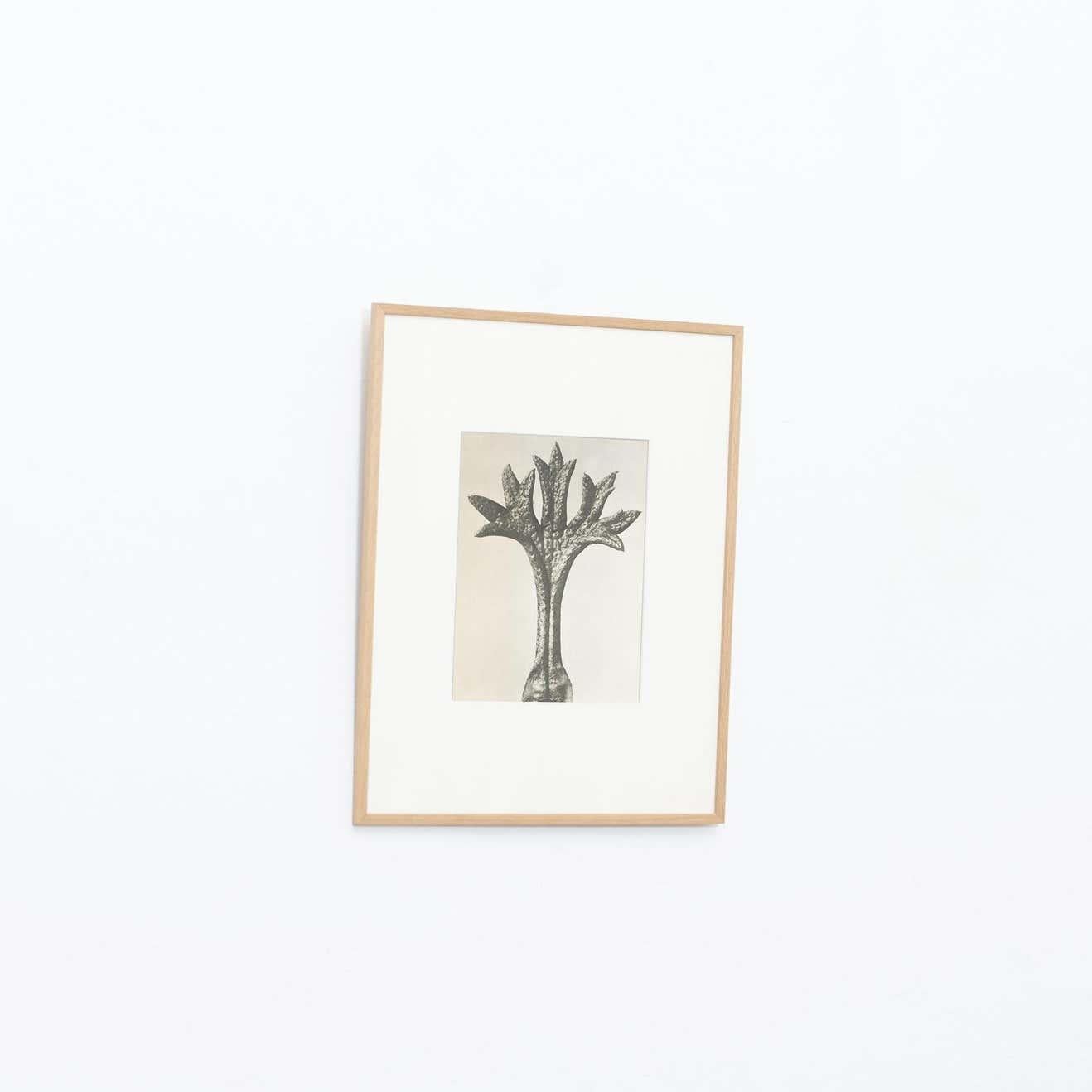 Mid-Century Modern Karl Blossfeldt Black White Flower Photogravure Botanic Photography, 1942 For Sale