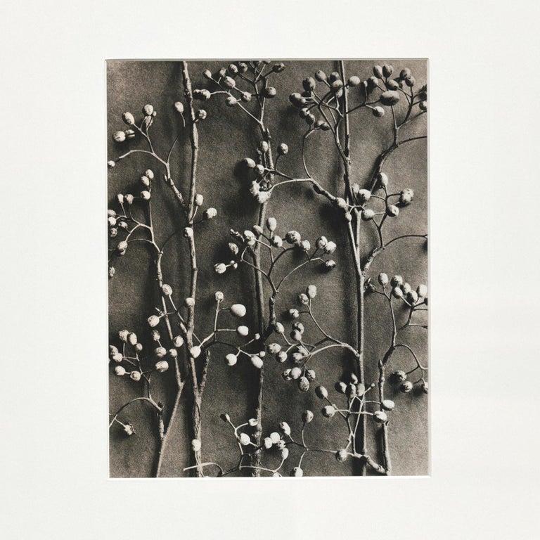 Karl Blossfeldt Schwarz-Weiß-Blumen-Fotogravur, Botanische Fotografie, 1942 (Moderne der Mitte des Jahrhunderts) im Angebot