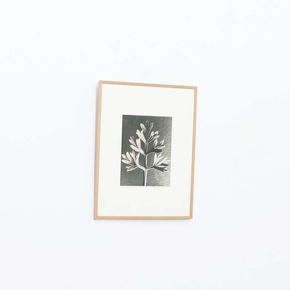 Mid-Century Modern Karl Blossfeldt, photogravure de fleurs noires et blanches, photographie botanique, 1942 en vente
