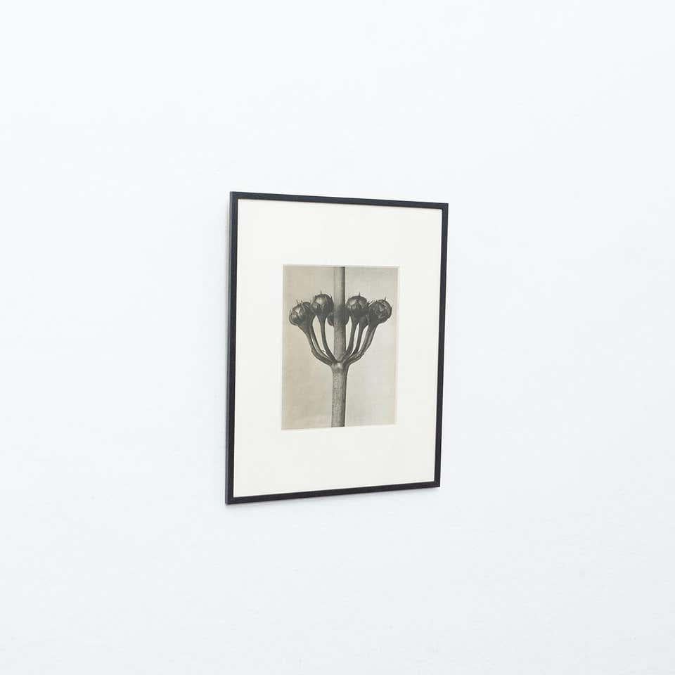 Mid-Century Modern Karl Blossfeldt Black White Flower Photogravure Botanic Photography, 1942 For Sale