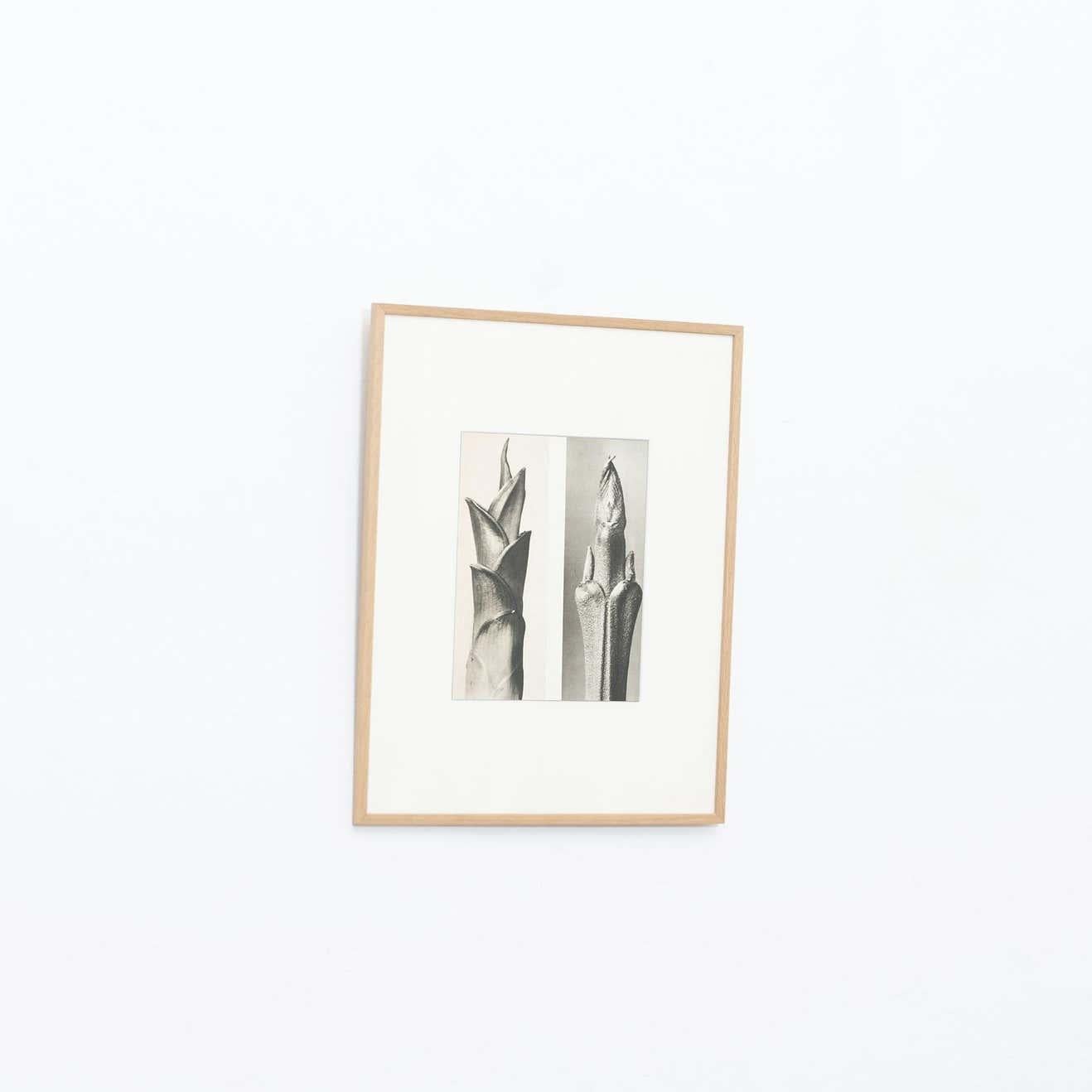Mid-Century moderno Karl Blossfeldt Fotografia botanica in bianco e nero con fiori, 1942 in vendita