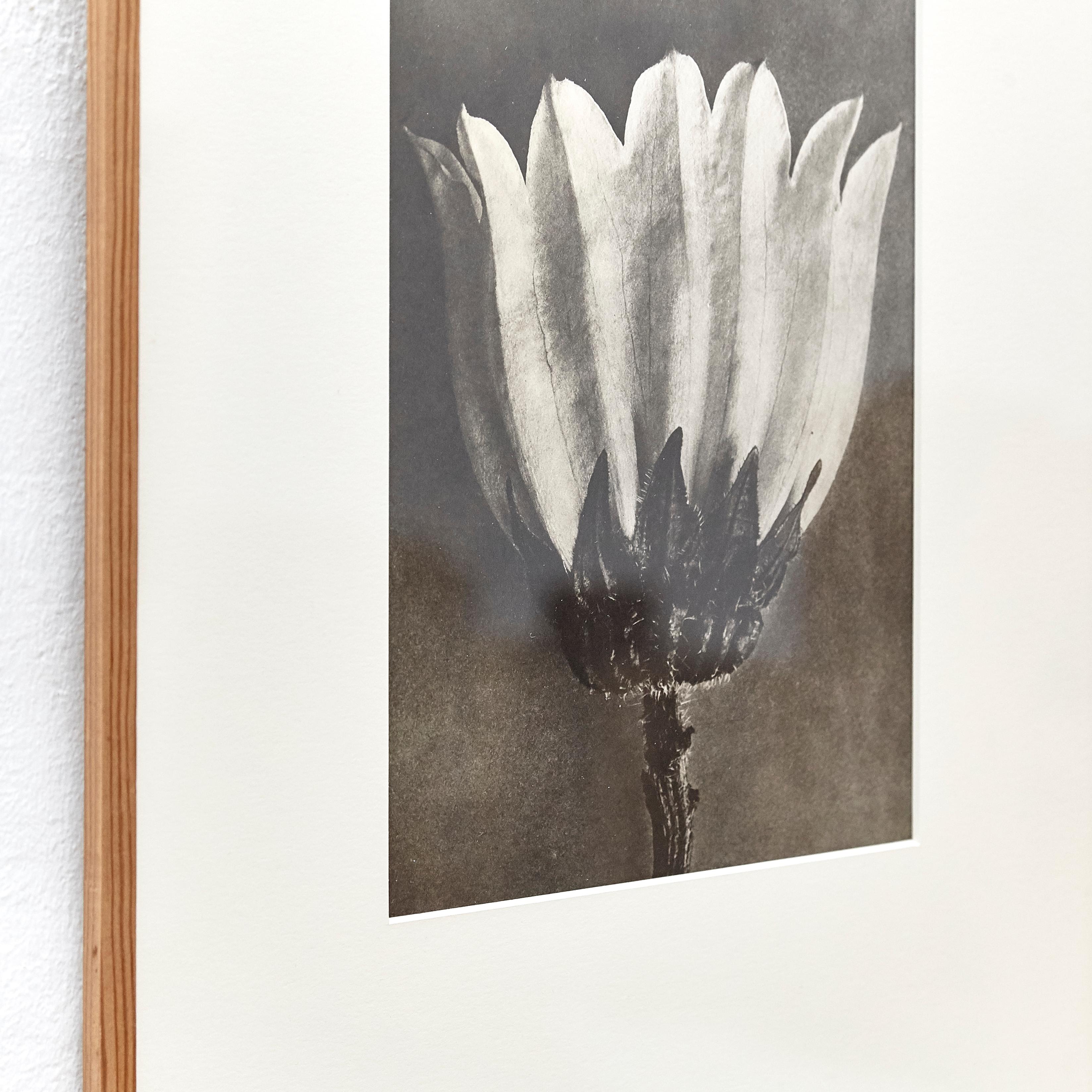 Spanish Karl Blossfeldt Black White Flower Photogravure Botanic Photography, 1942