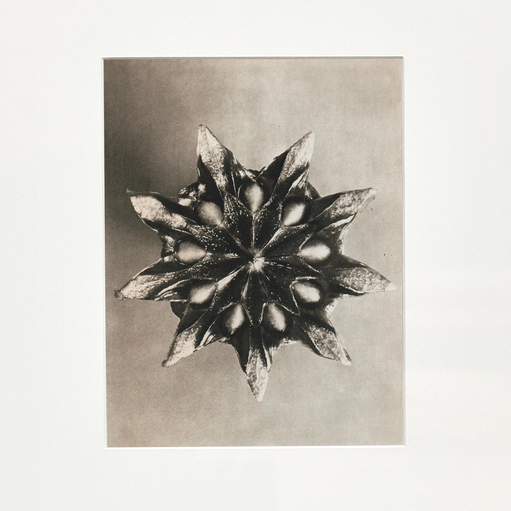 Spanish Karl Blossfeldt Black White Flower Photogravure Botanic Photography, 1942