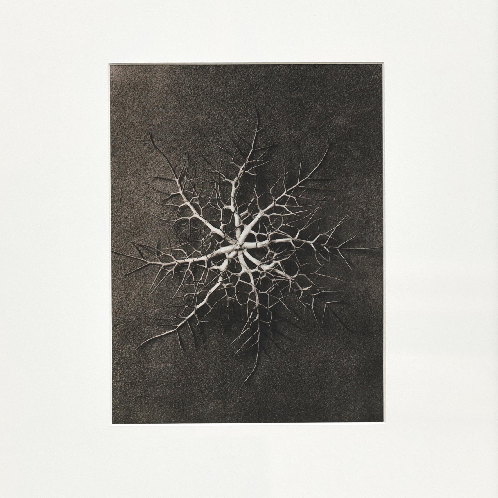 Spanish Karl Blossfeldt Black White Flower Photogravure Botanic Photography, 1942