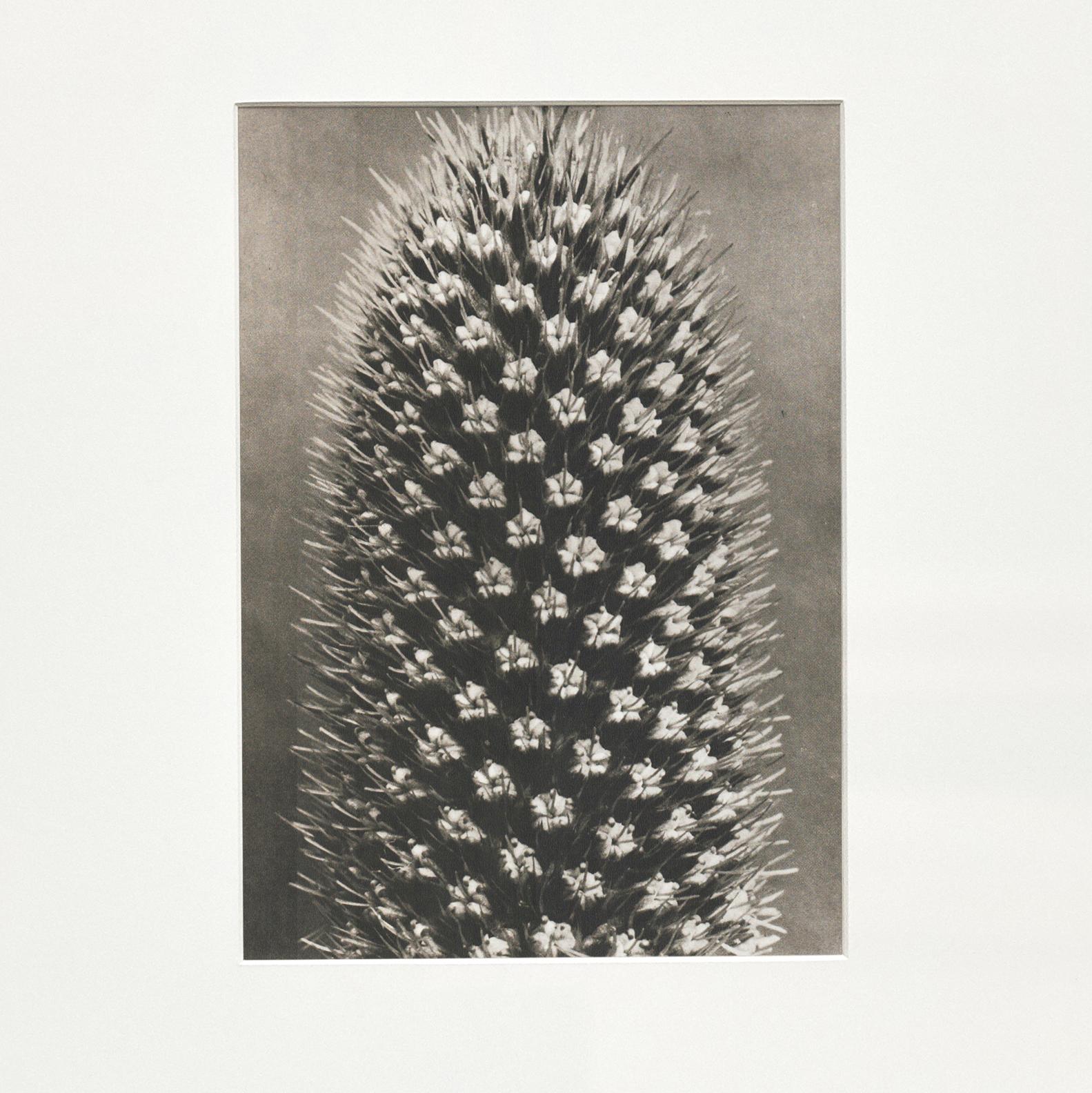 Espagnol Karl Blossfeldt, photogravure de fleurs noires et blanches, photographie botanique, 1942 en vente