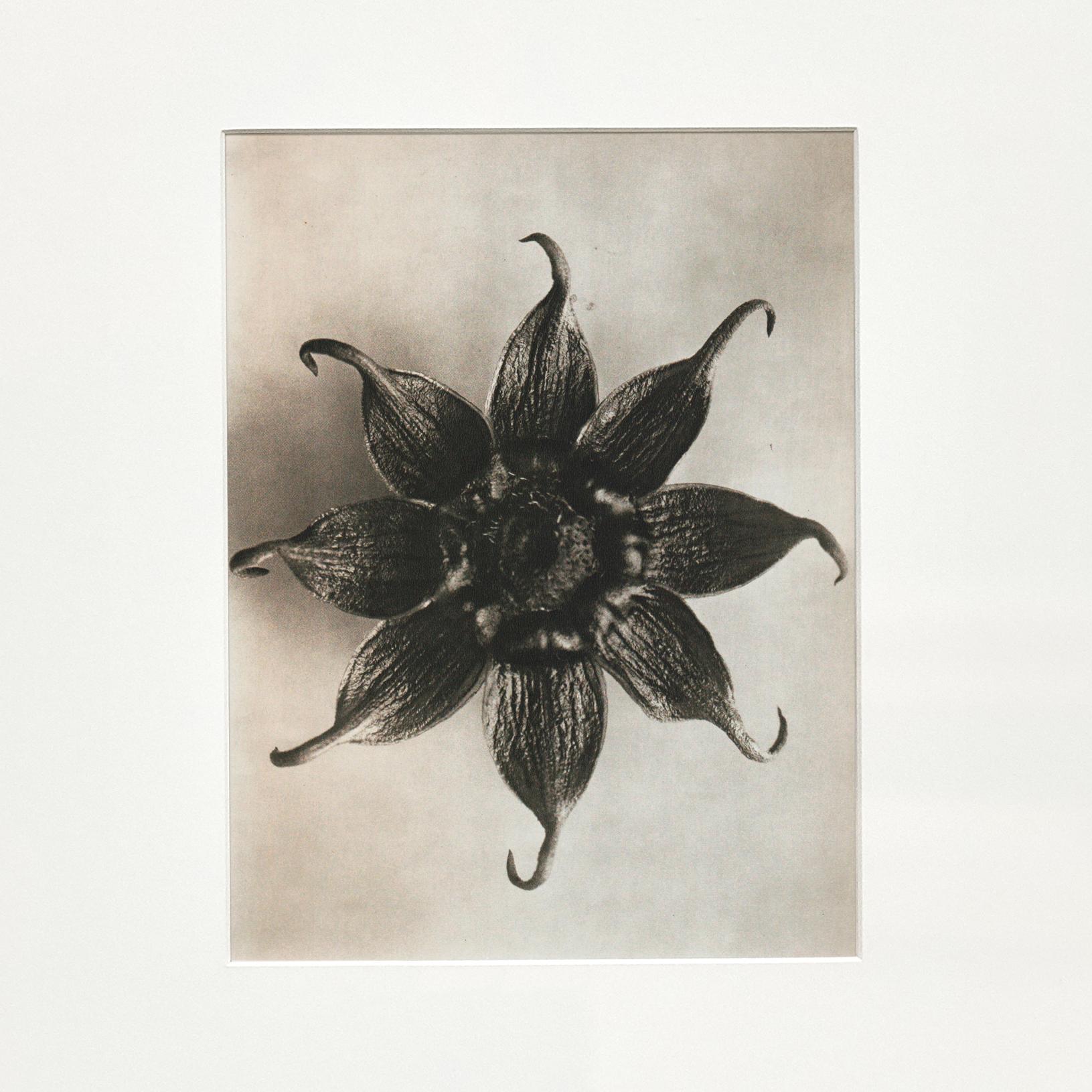 Espagnol Karl Blossfeldt, photogravure de fleurs noires et blanches, photographie botanique, 1942 en vente