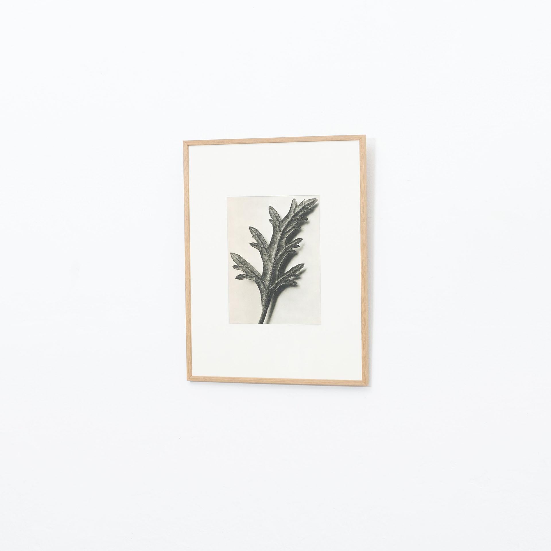 Karl Blossfeldt Schwarz-Weiß-Blumen-Fotogravur, Botanische Fotografie, 1942 (Spanisch) im Angebot