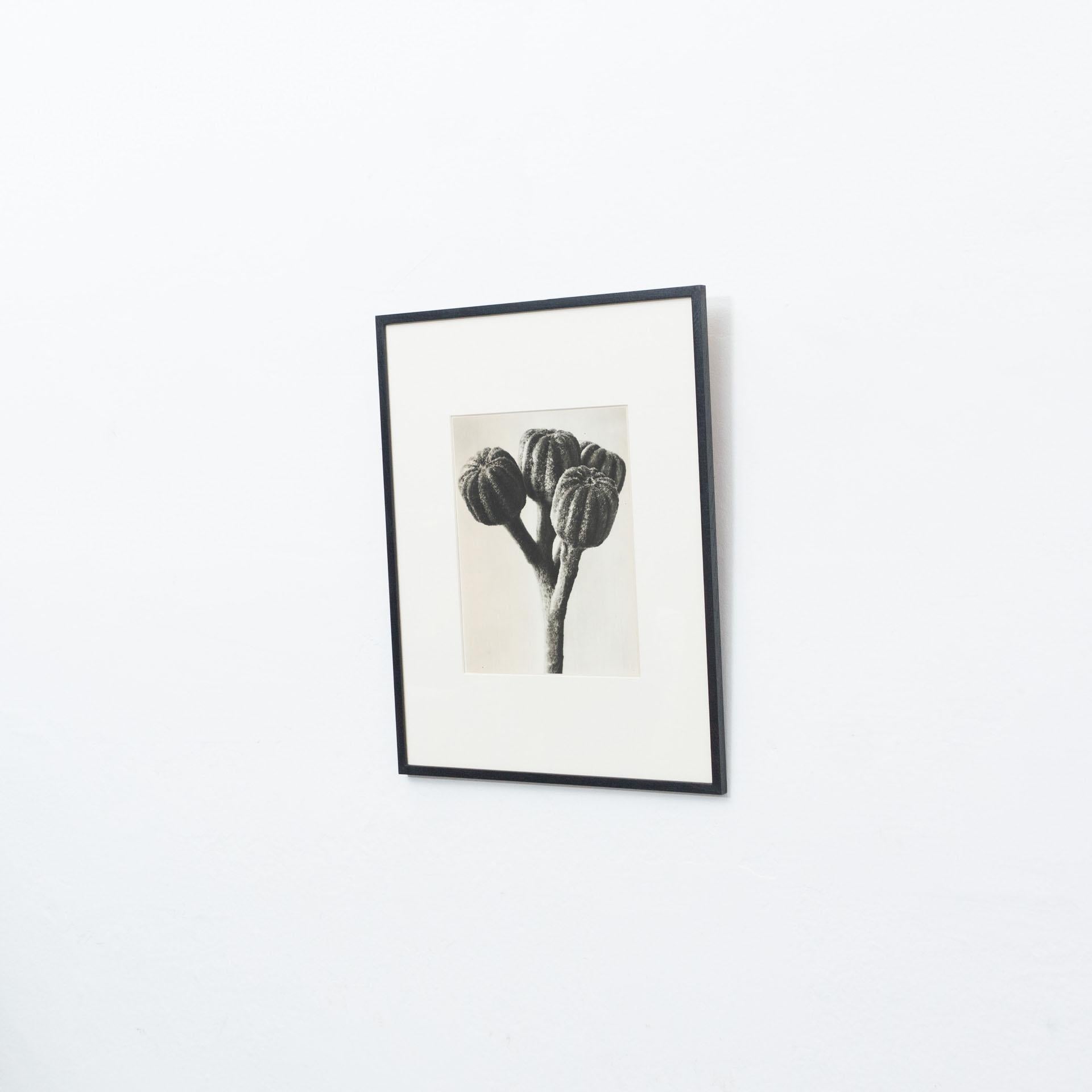 Spanish Karl Blossfeldt Black White Flower Photogravure Botanic Photography, 1942