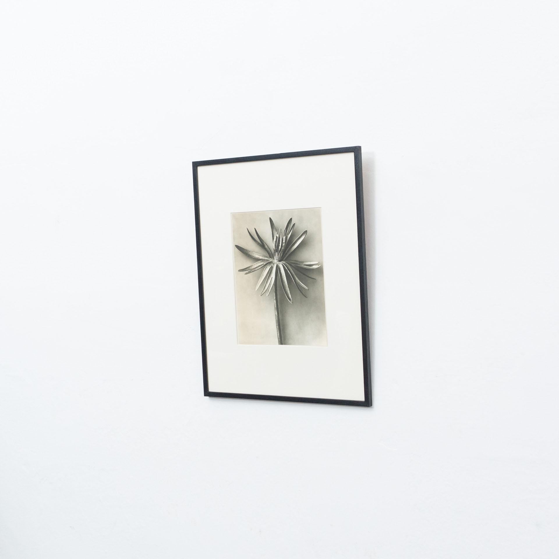 Spanish Karl Blossfeldt Black White Flower Photogravure Botanic Photography, 1942