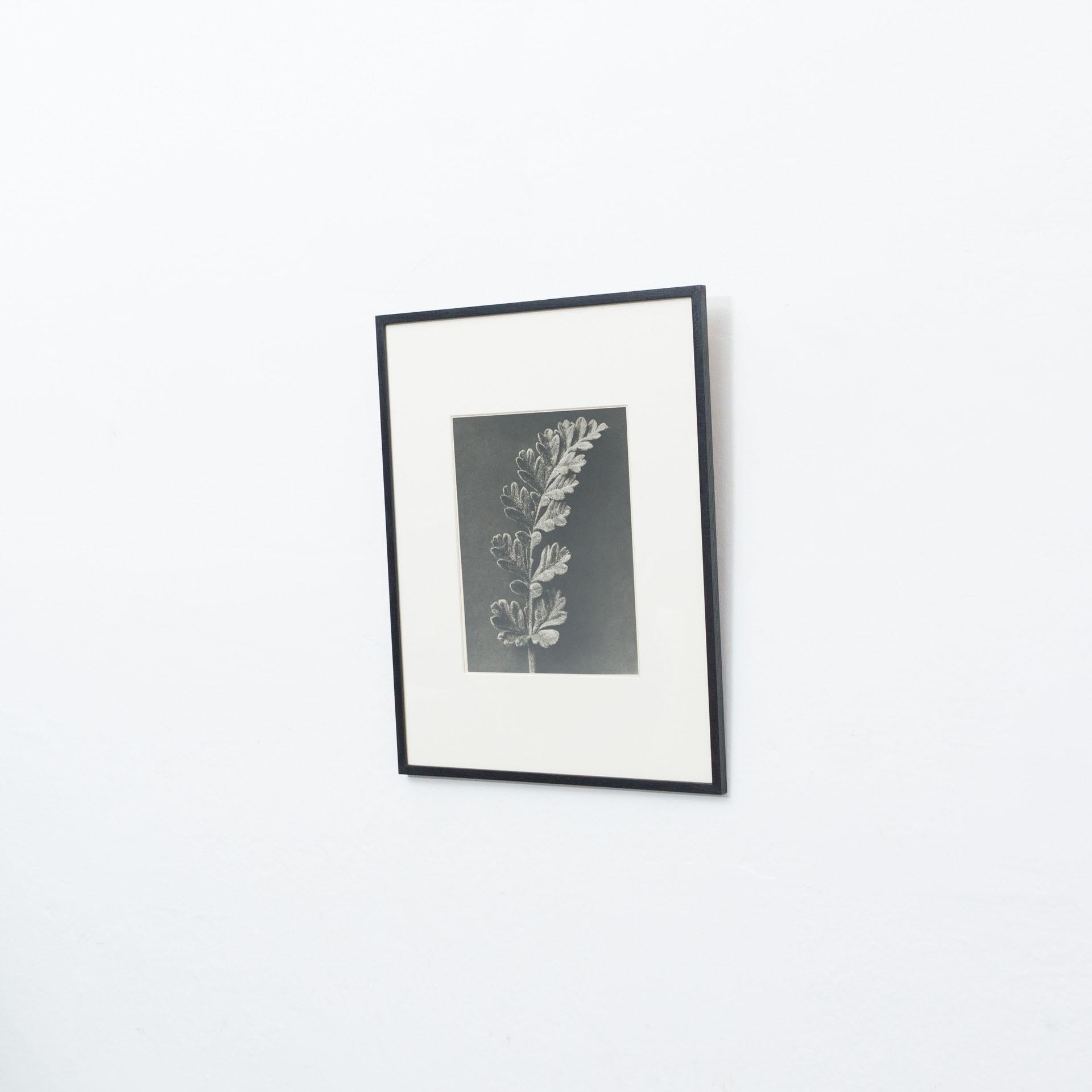 Spagnolo Karl Blossfeldt Fotografia botanica in bianco e nero con fiori, 1942 in vendita