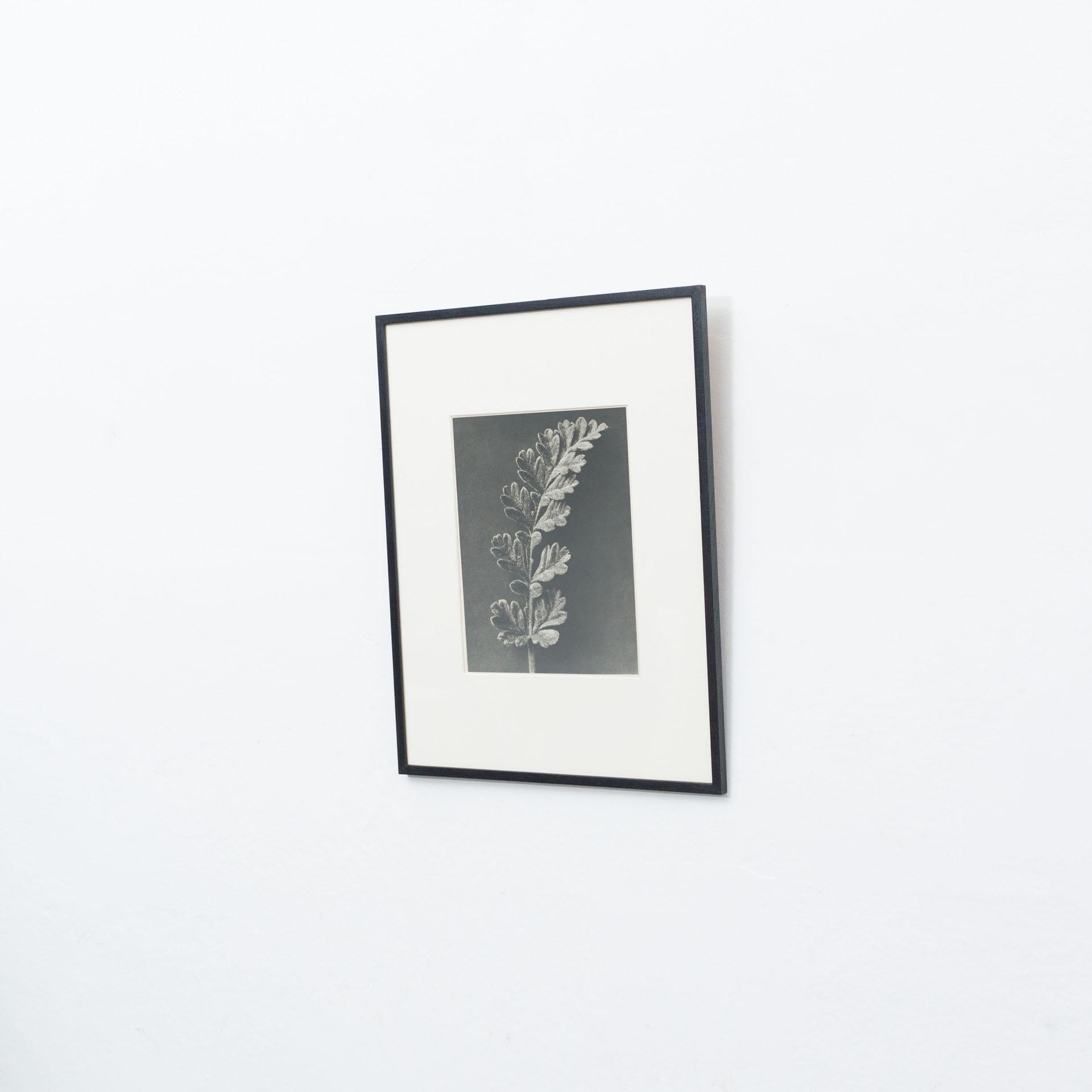 Espagnol Karl Blossfeldt, photogravure de fleurs noires et blanches, photographie botanique, 1942 en vente