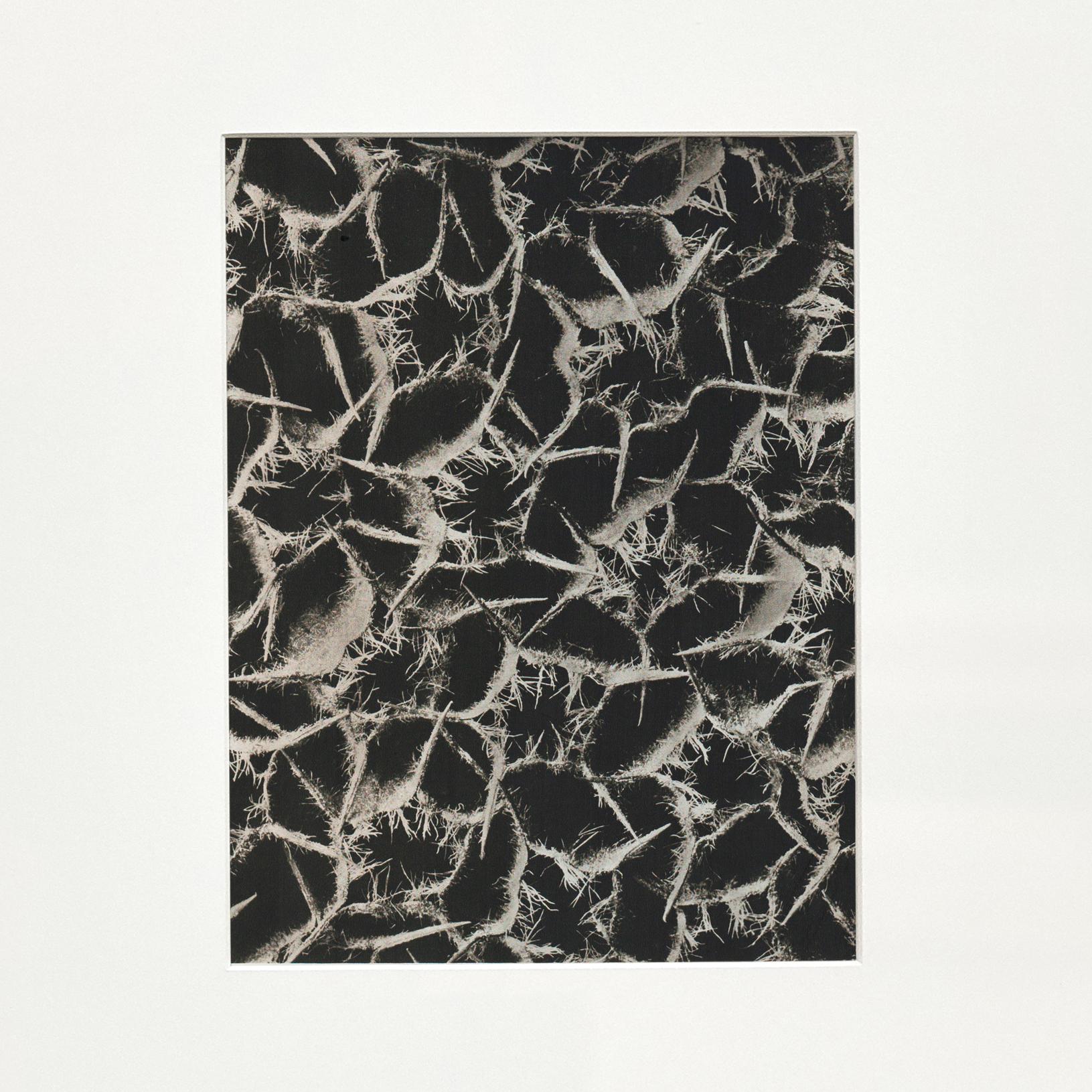 Karl Blossfeldt Schwarz-Weiß-Blumen-Fotogravur, botanische Fotografie, 1942 (Spanisch) im Angebot