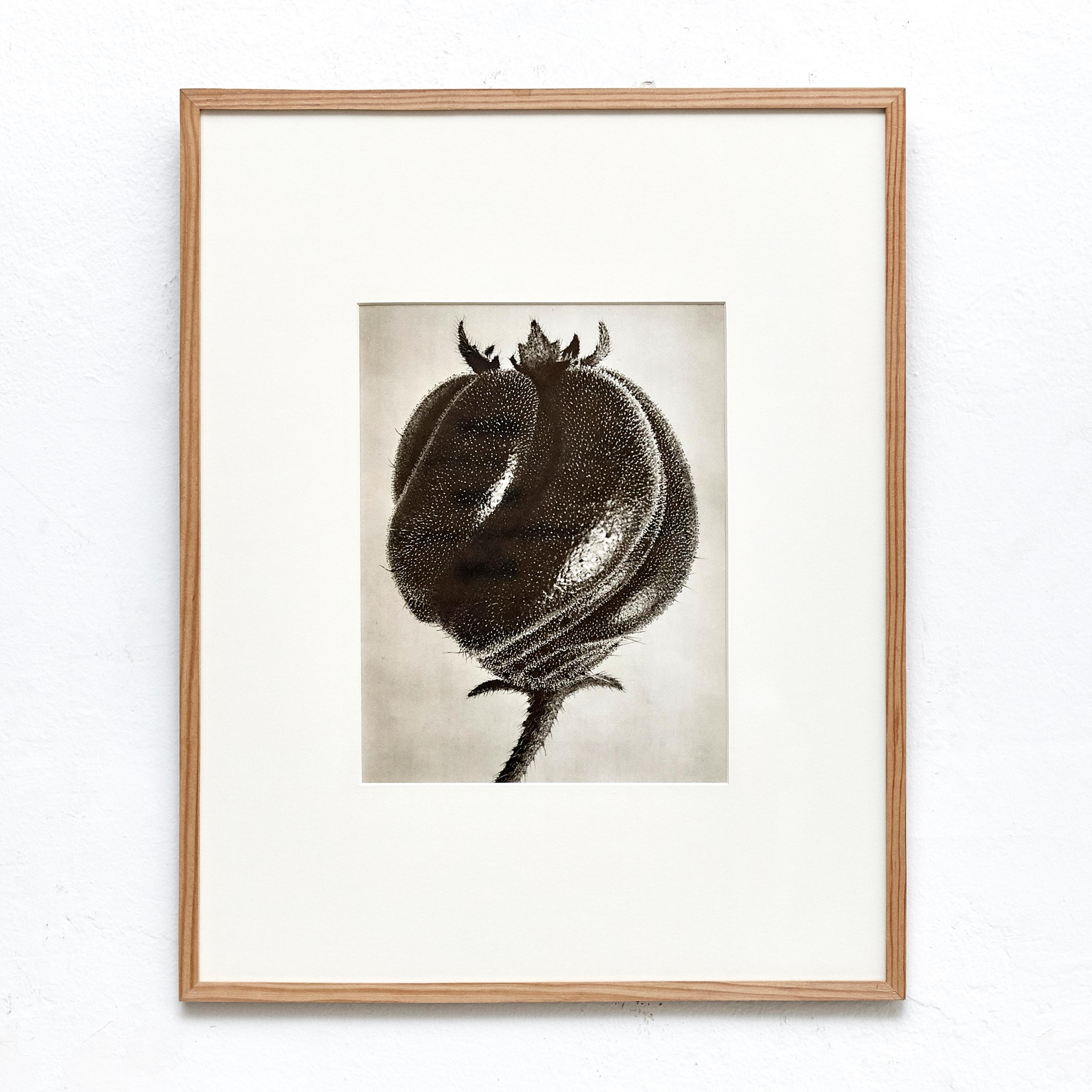 Spanish Karl Blossfeldt 1942 B&W Botanic Photogravure - Iconic Floral Art Photography For Sale