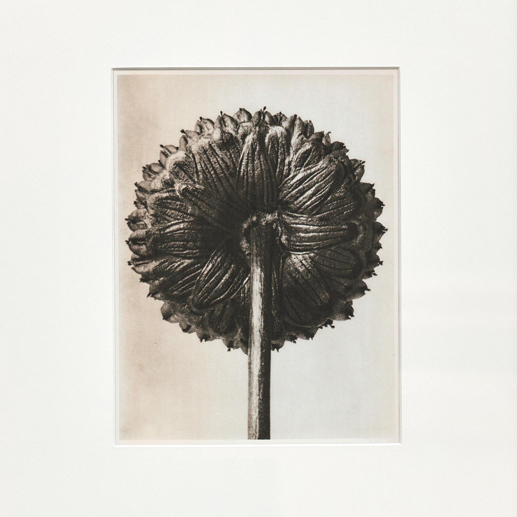 Espagnol Karl Blossfeldt, photogravure de fleurs noires et blanches, photographie botanique, 1942 en vente
