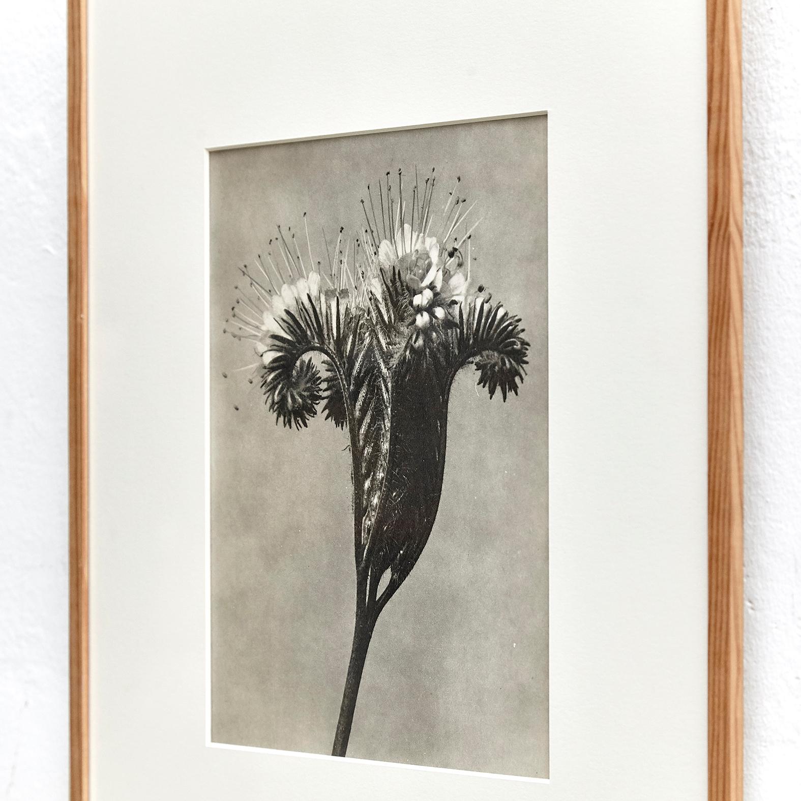 Espagnol Karl Blossfeldt, photogravure de fleurs noires et blanches, photographie botanique, 1942 en vente