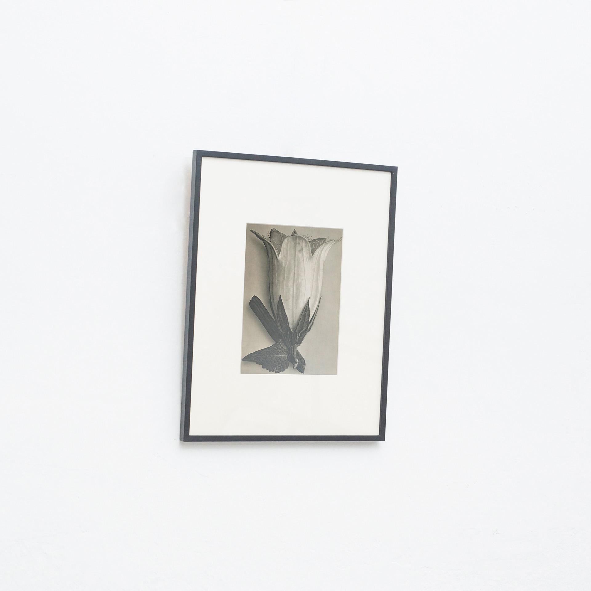 Espagnol Karl Blossfeldt, photogravure de fleurs noires et blanches, photographie botanique, 1942 en vente