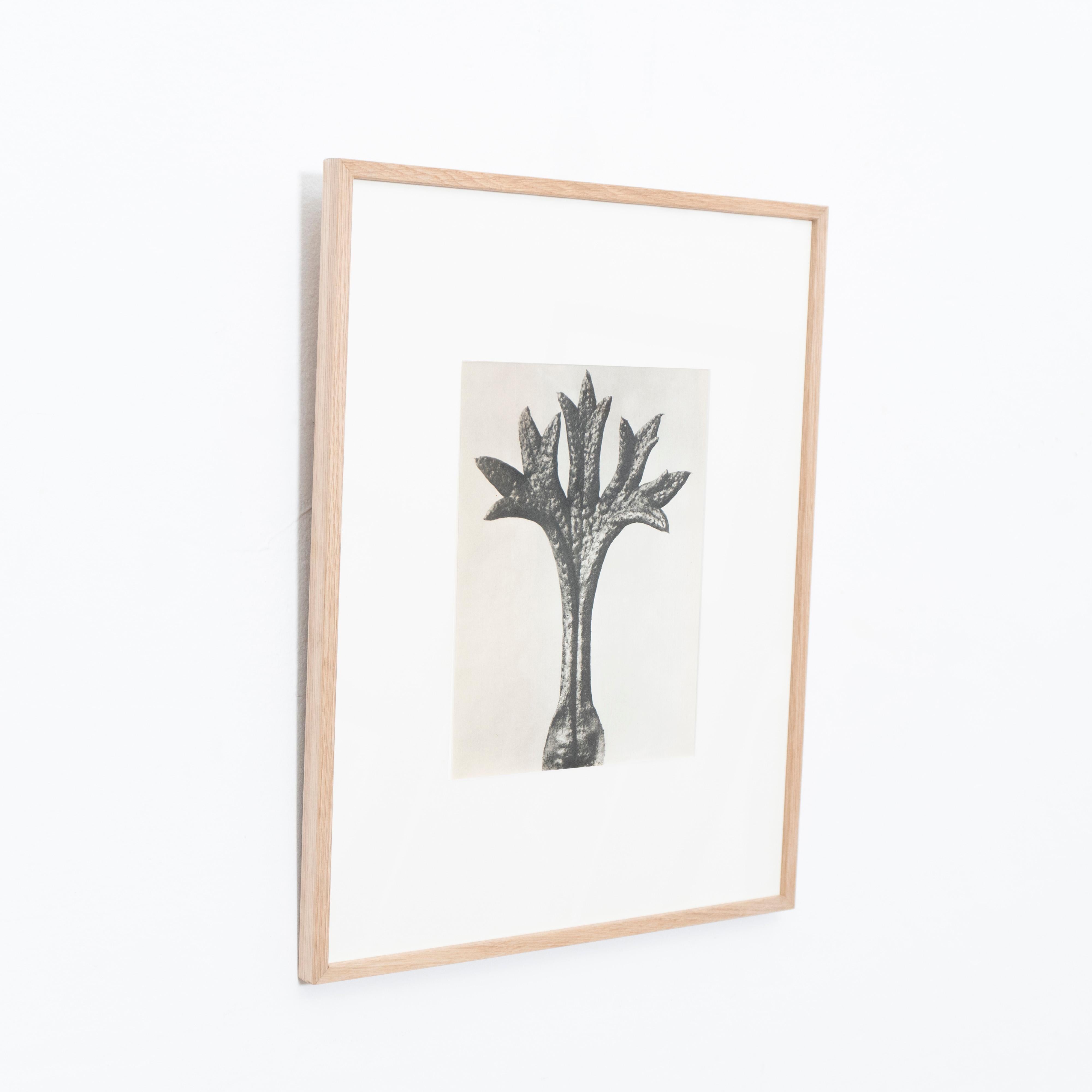 Espagnol Karl Blossfeldt, photogravure de fleurs noires et blanches, photographie botanique, 1942 en vente