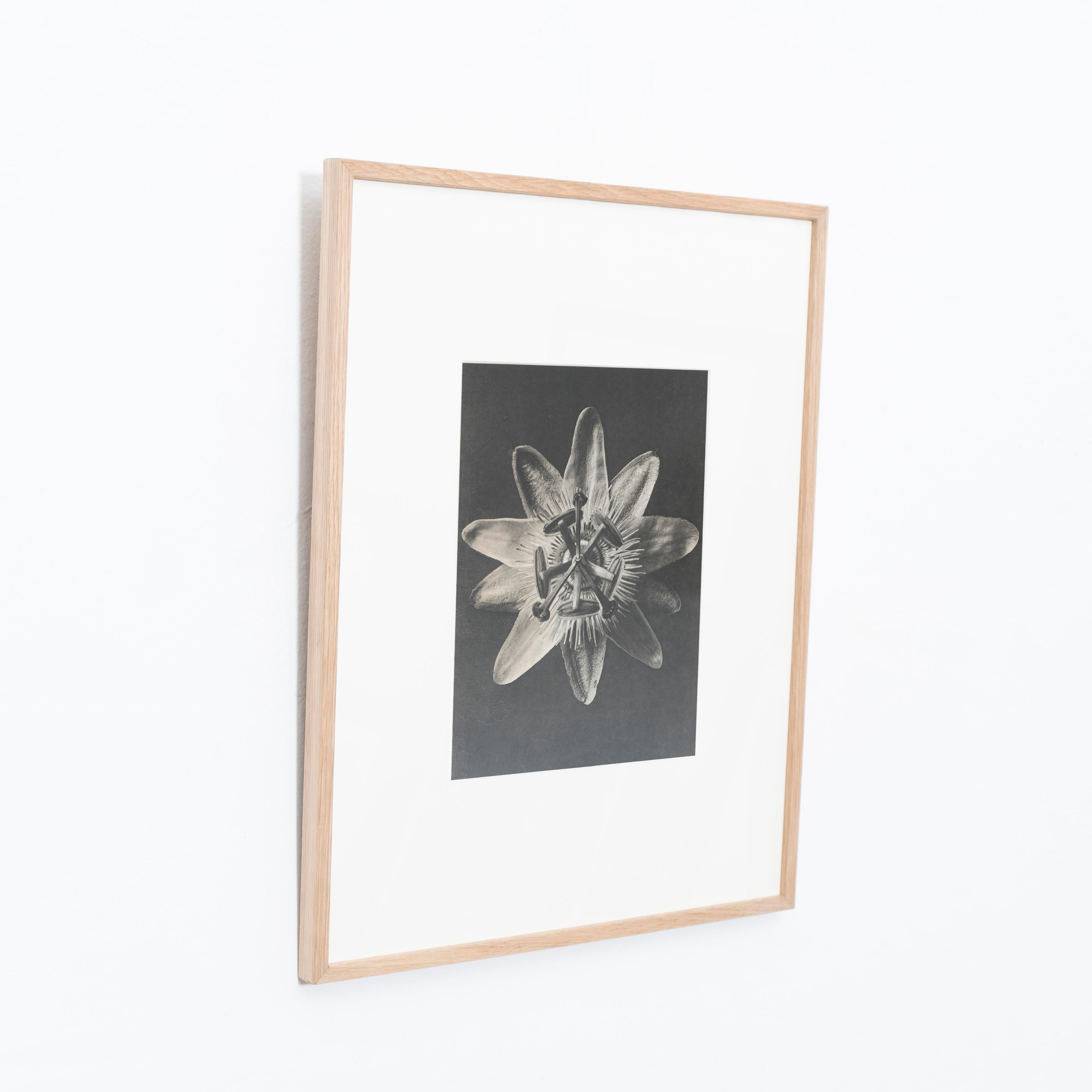 Spanish Karl Blossfeldt Black White Flower Photogravure Botanic Photography, 1942 For Sale