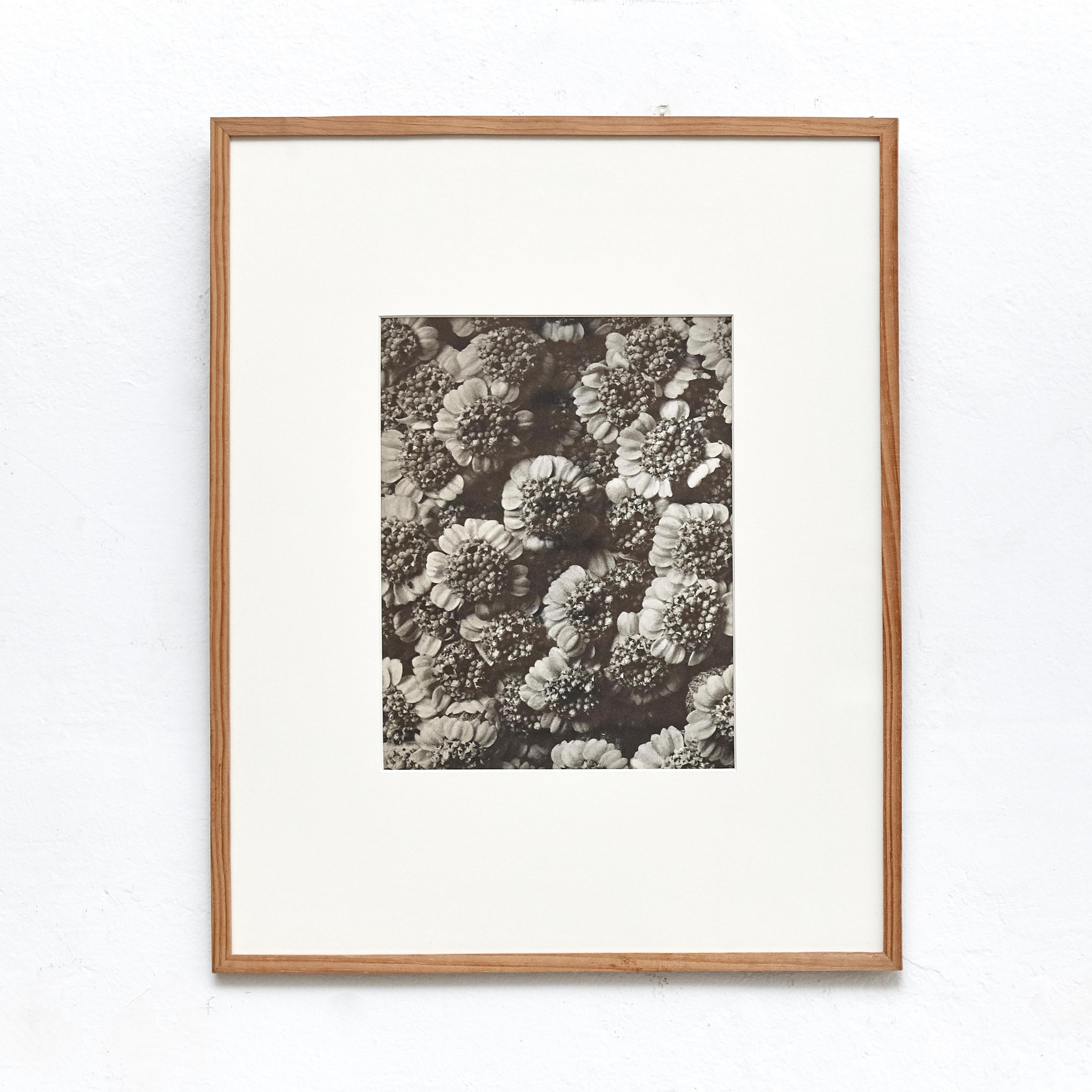 Spagnolo Karl Blossfeldt Fotografia botanica in bianco e nero con fiori, 1942 in vendita