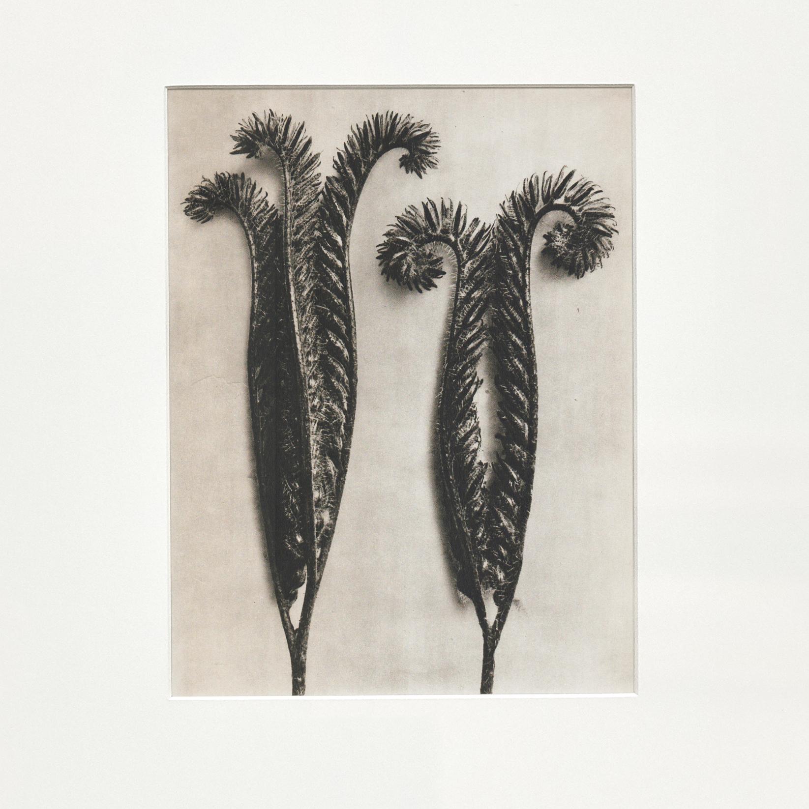 Espagnol Karl Blossfeldt, photogravure de fleurs noires et blanches, photographie botanique, 1942 en vente