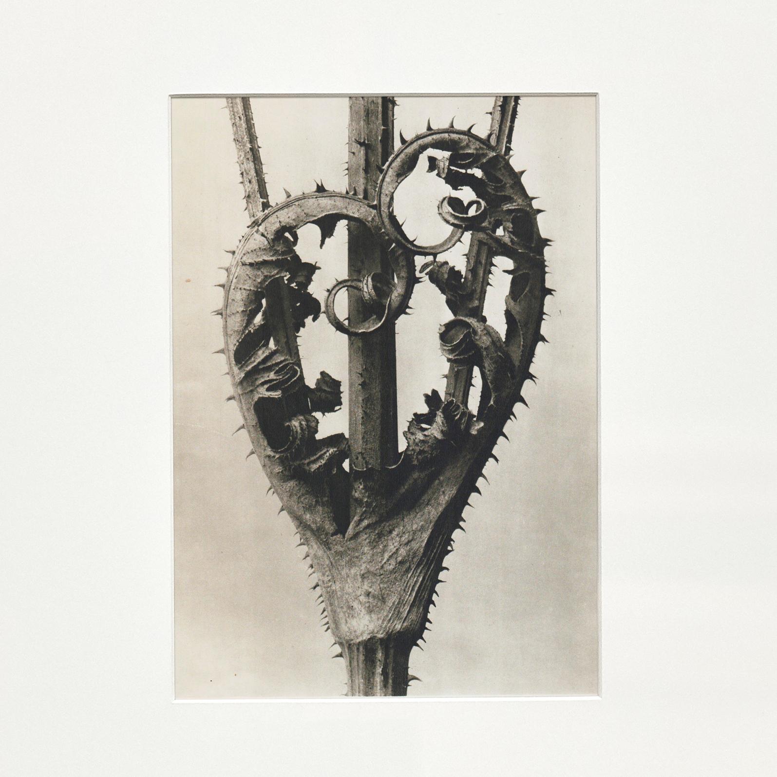 Espagnol Karl Blossfeldt, photogravure de fleurs noires et blanches, photographie botanique, 1942 en vente