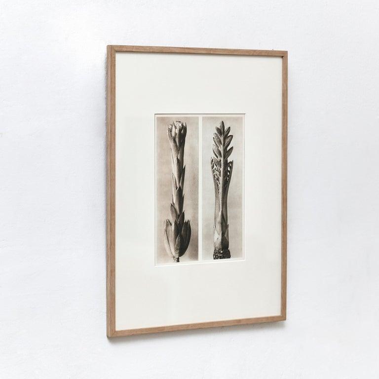 Espagnol Karl Blossfeldt, photogravure de fleurs noires et blanches, photographie botanique, 1942 en vente