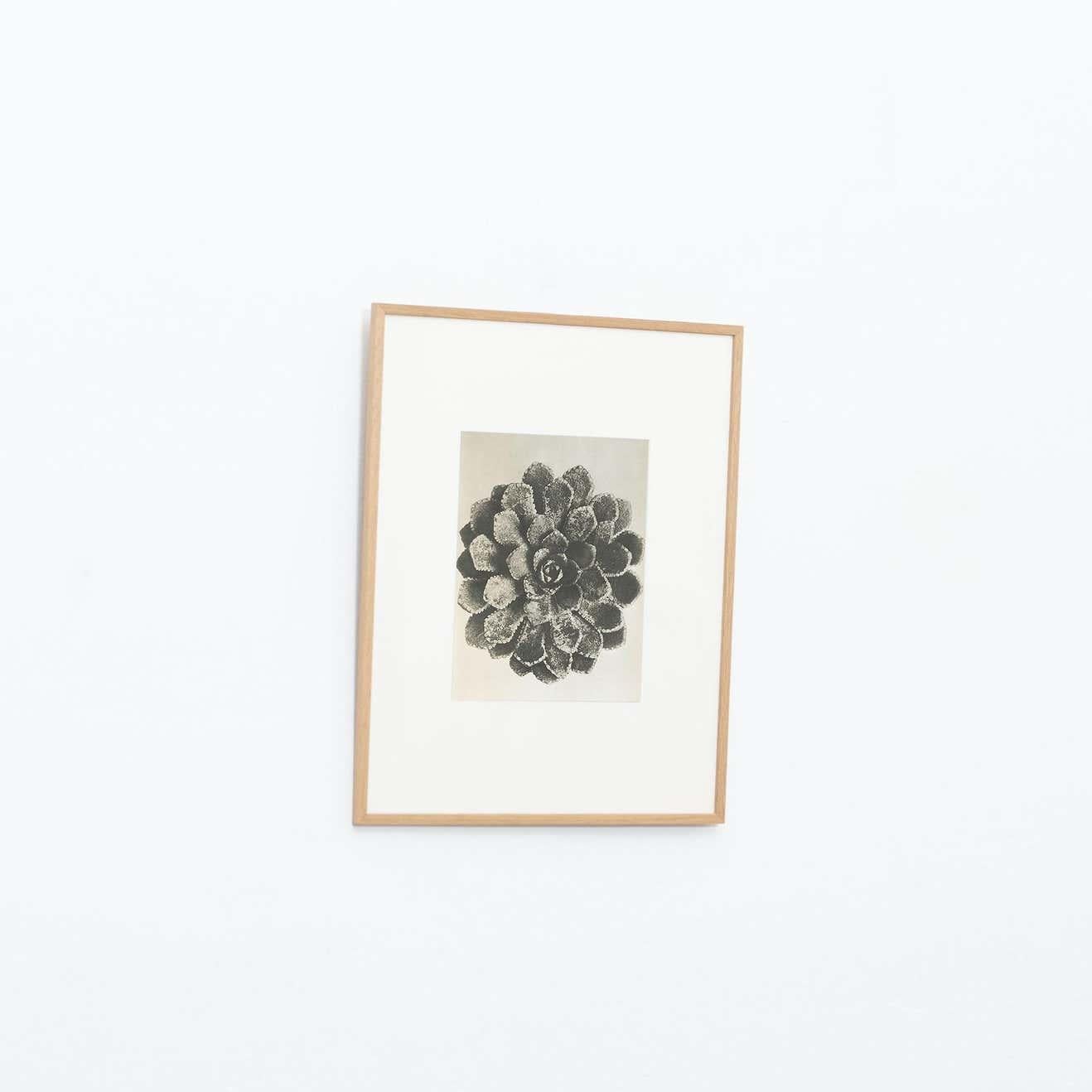 Spagnolo Karl Blossfeldt Fotografia botanica in bianco e nero con fiori, 1942 in vendita
