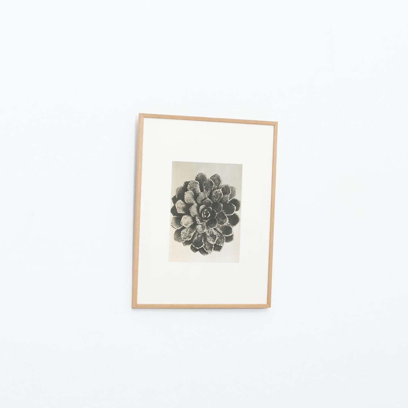 Espagnol Karl Blossfeldt, photogravure de fleurs noires et blanches, photographie botanique, 1942 en vente