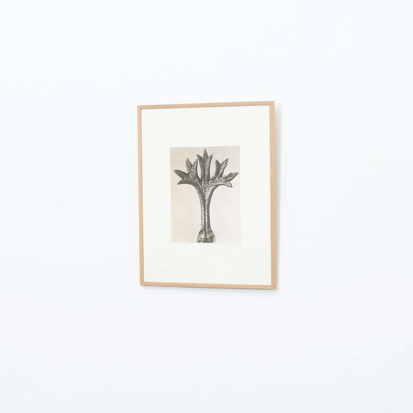 Espagnol Karl Blossfeldt, photogravure de fleurs noires et blanches, photographie botanique, 1942 en vente