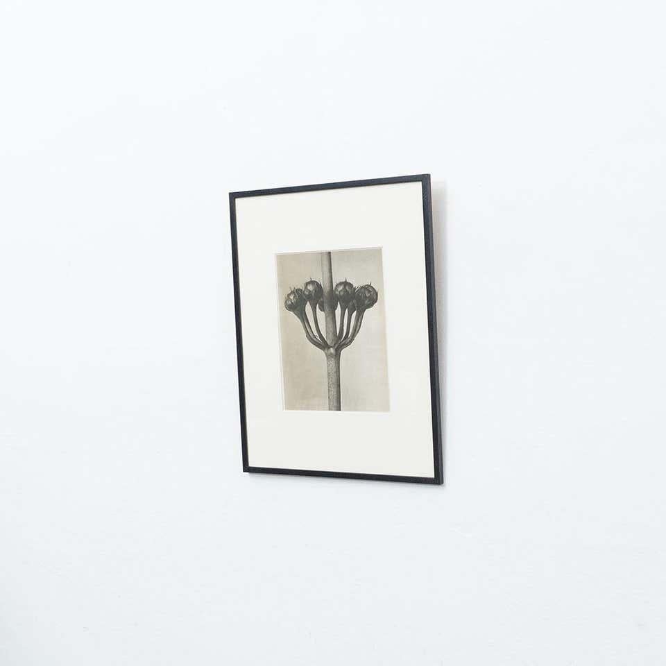 Spagnolo Karl Blossfeldt Fotografia botanica in bianco e nero con fiori, 1942 in vendita