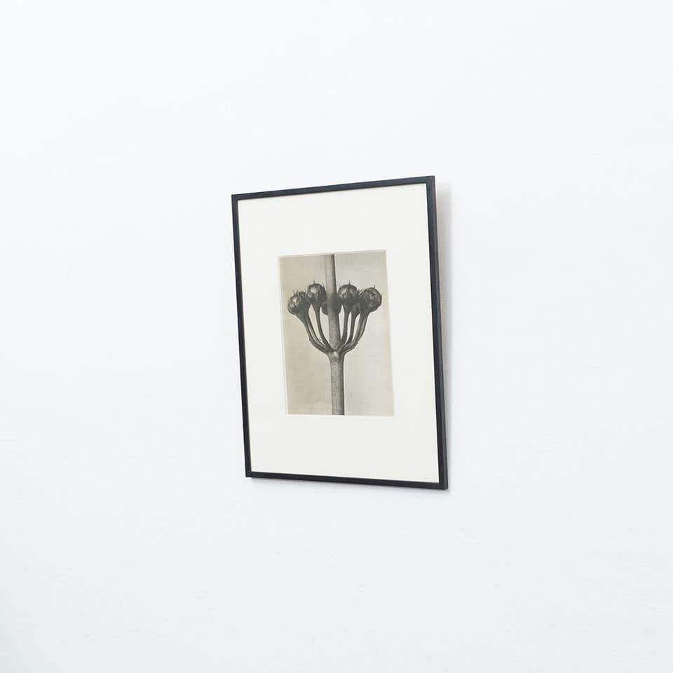 Espagnol Karl Blossfeldt, photogravure de fleurs noires et blanches, photographie botanique, 1942 en vente