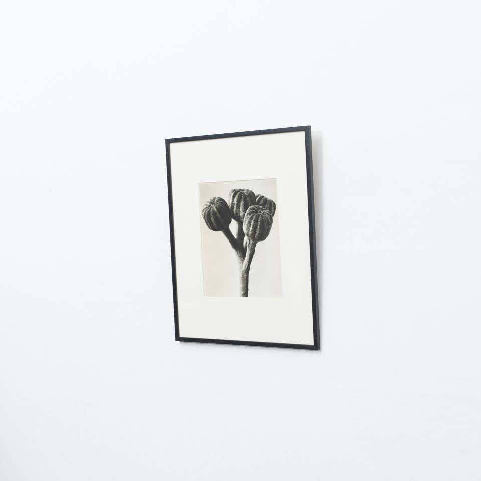 Espagnol Karl Blossfeldt, photogravure de fleurs noires et blanches, photographie botanique, 1942 en vente