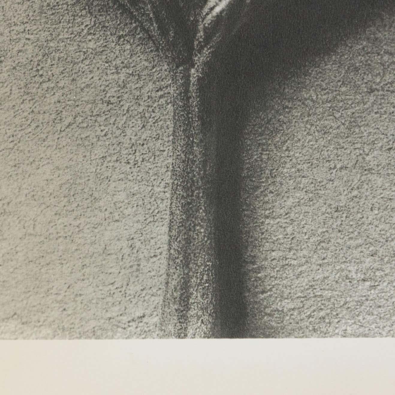 Karl Blossfeldt Fotograbado blanco negro de flores Fotografía botánica, 1942 Español en venta