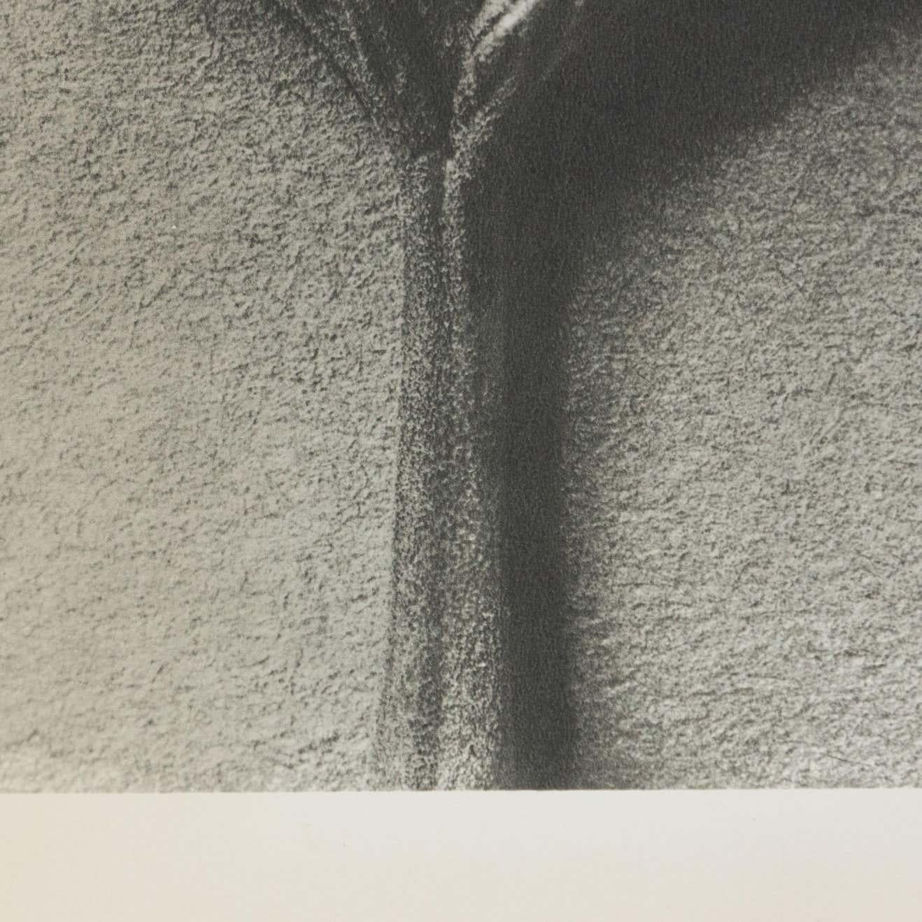 Espagnol Karl Blossfeldt, photogravure de fleurs noires et blanches, photographie botanique, 1942 en vente