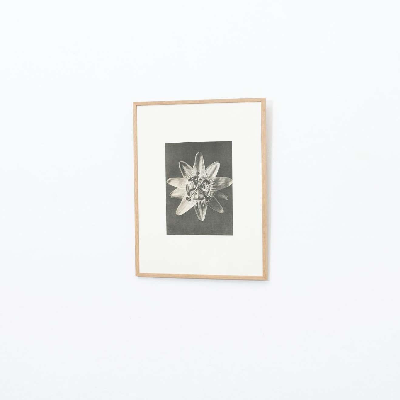 Spanish Karl Blossfeldt Black White Flower Photogravure Botanic Photography, 1942 For Sale