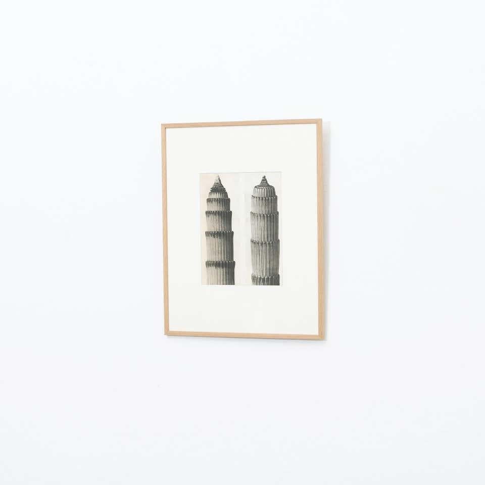 Karl Blossfeldt Fotograbado blanco negro de flores Fotografía botánica, 1942 Español en venta