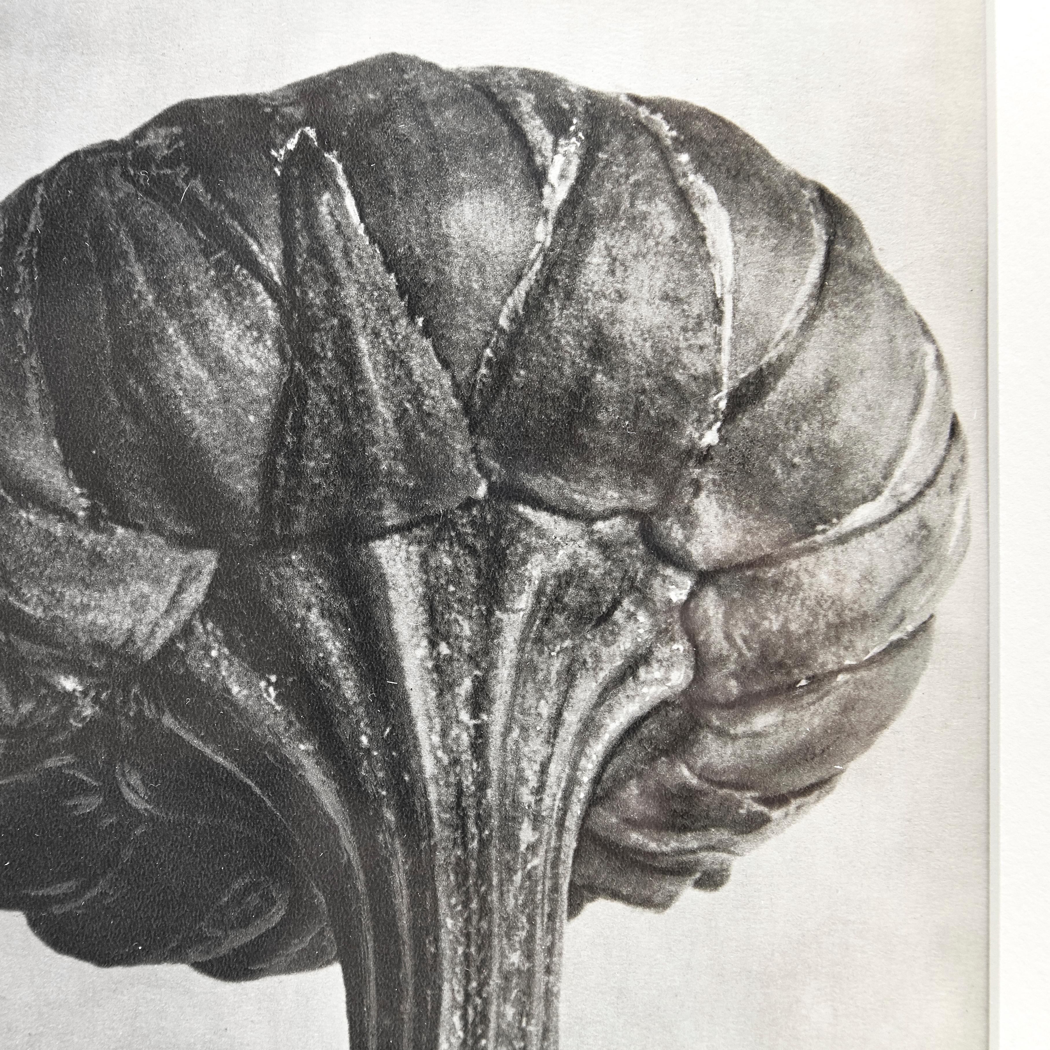 Karl Blossfeldt Black White Flower Photogravure Botanic Photography, 1942 In Good Condition In Barcelona, Barcelona